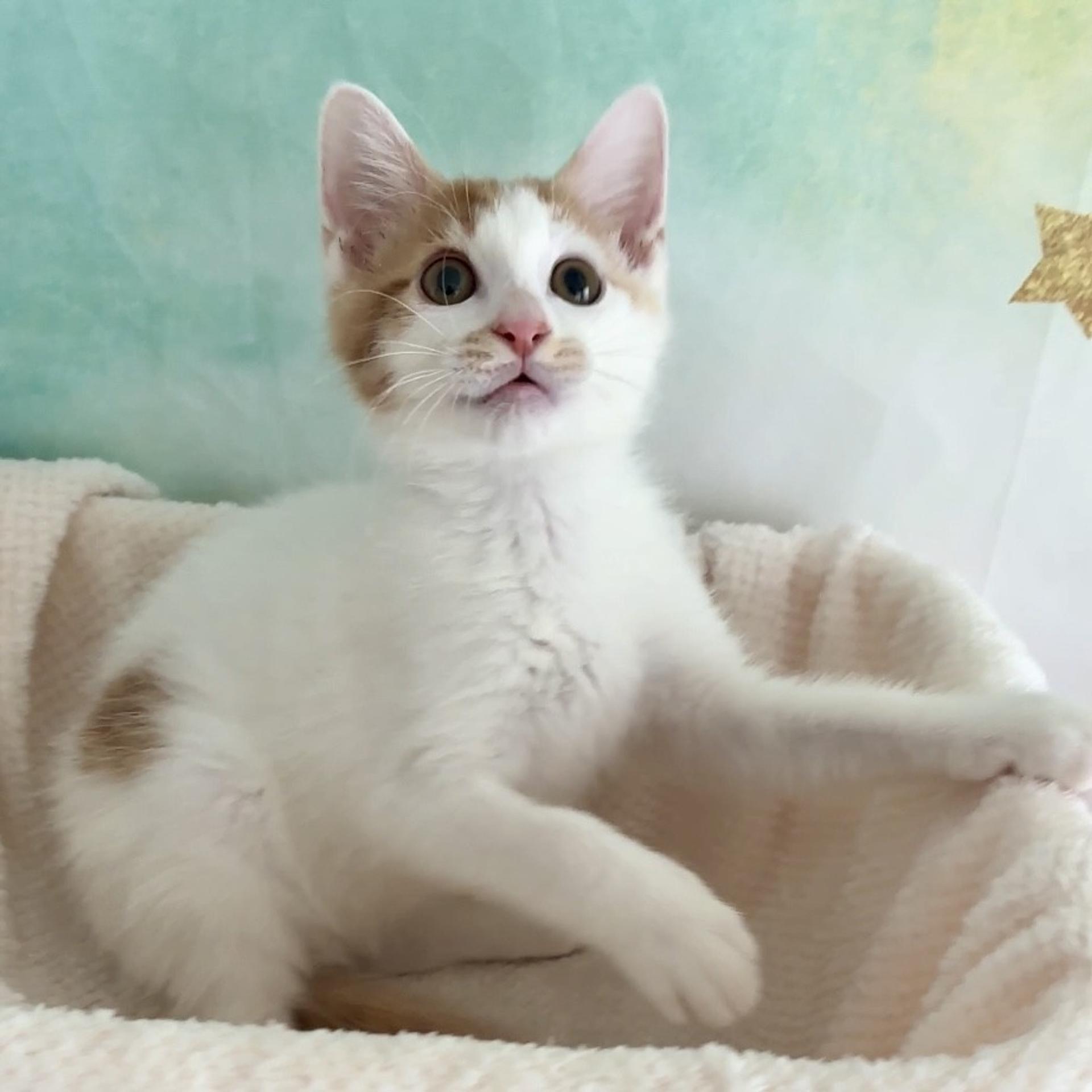 pet-image-6