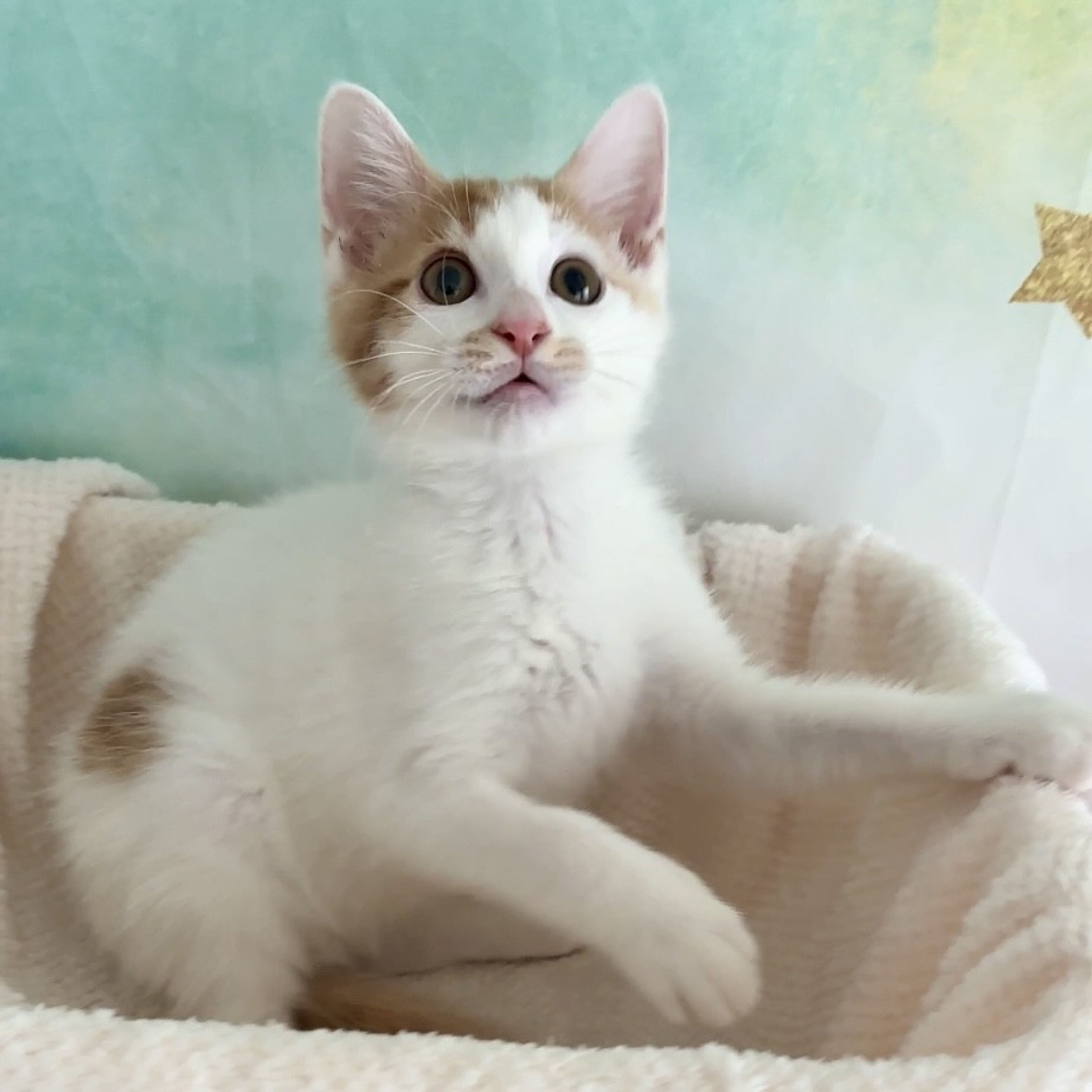 pet-image-6