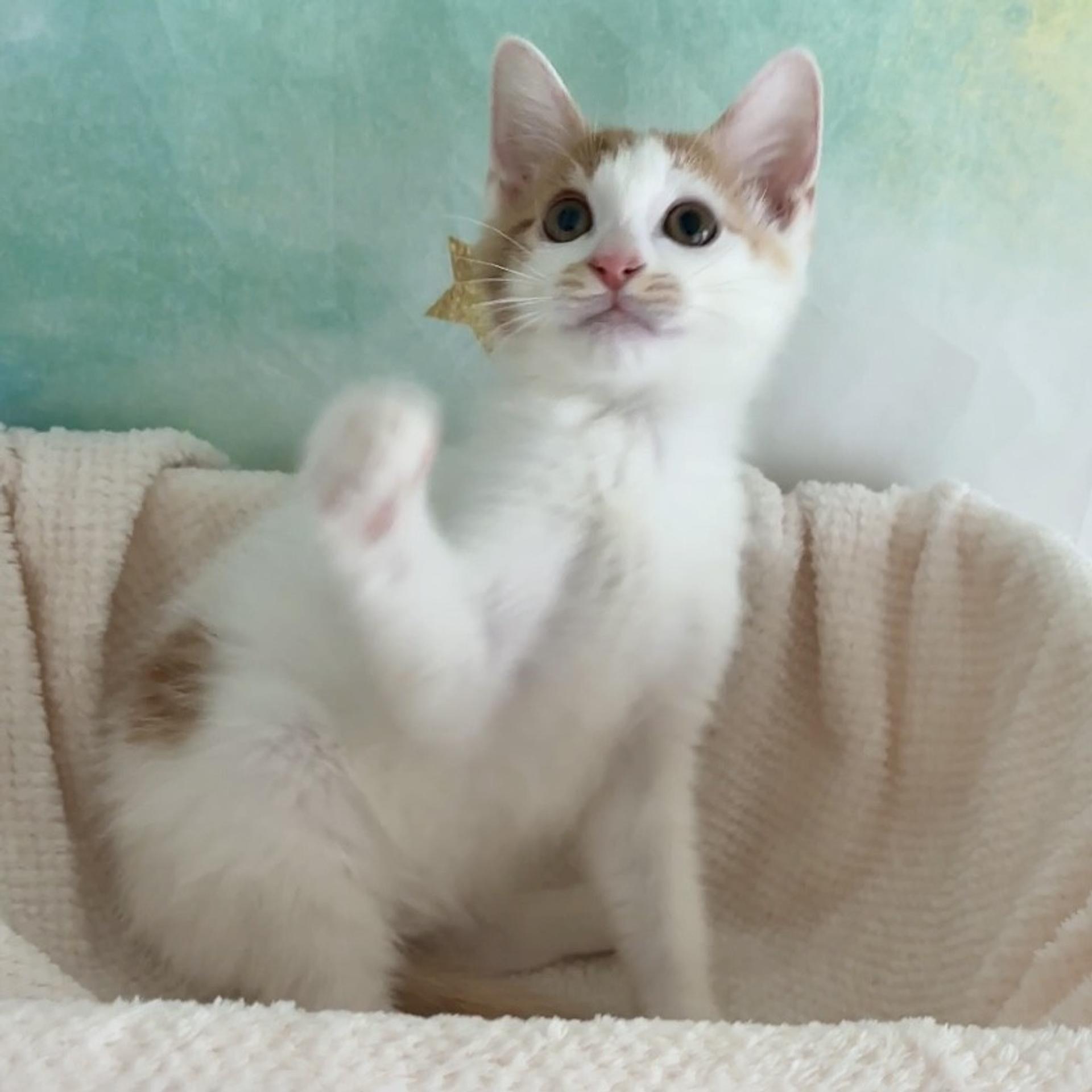 pet-image-7