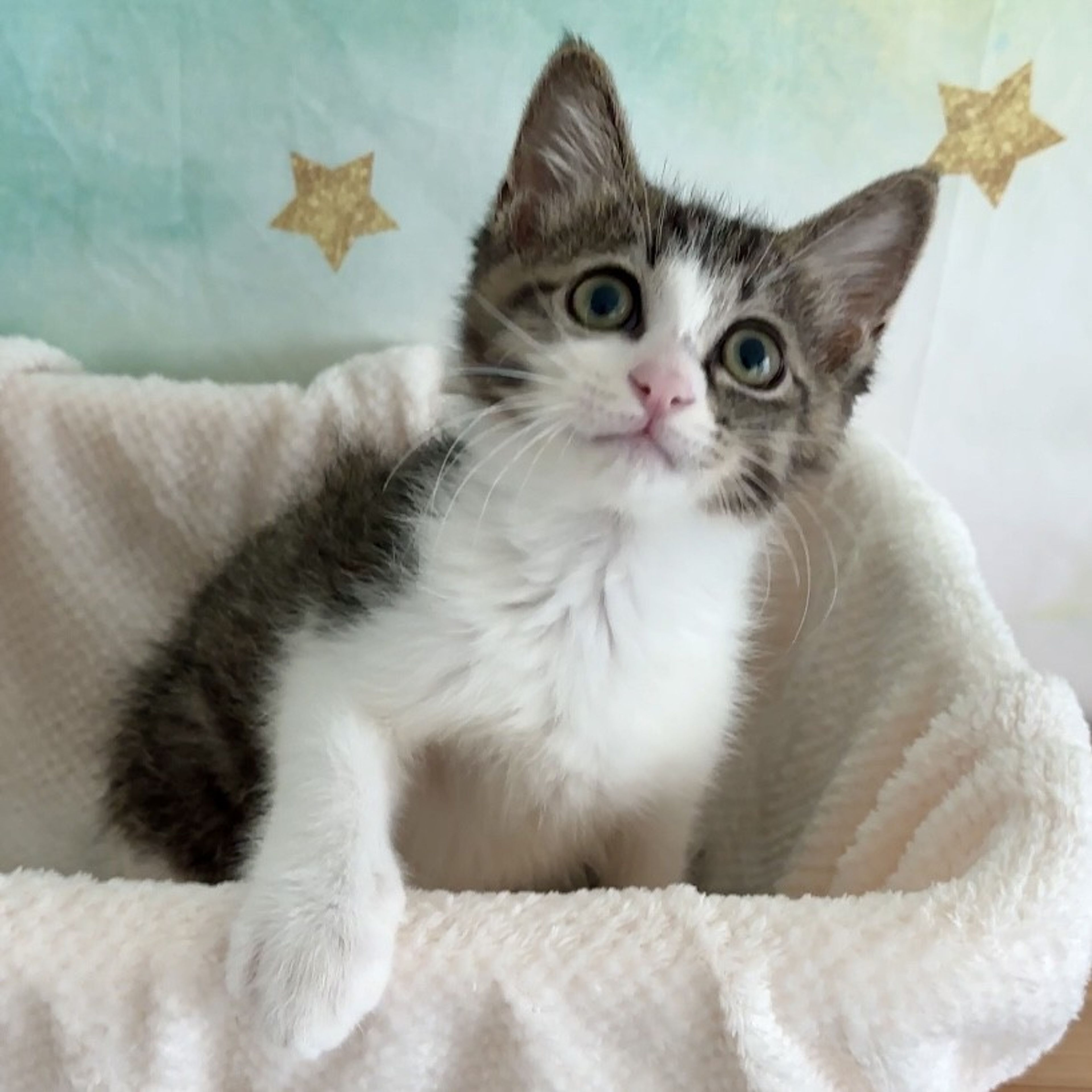 pet-image-8