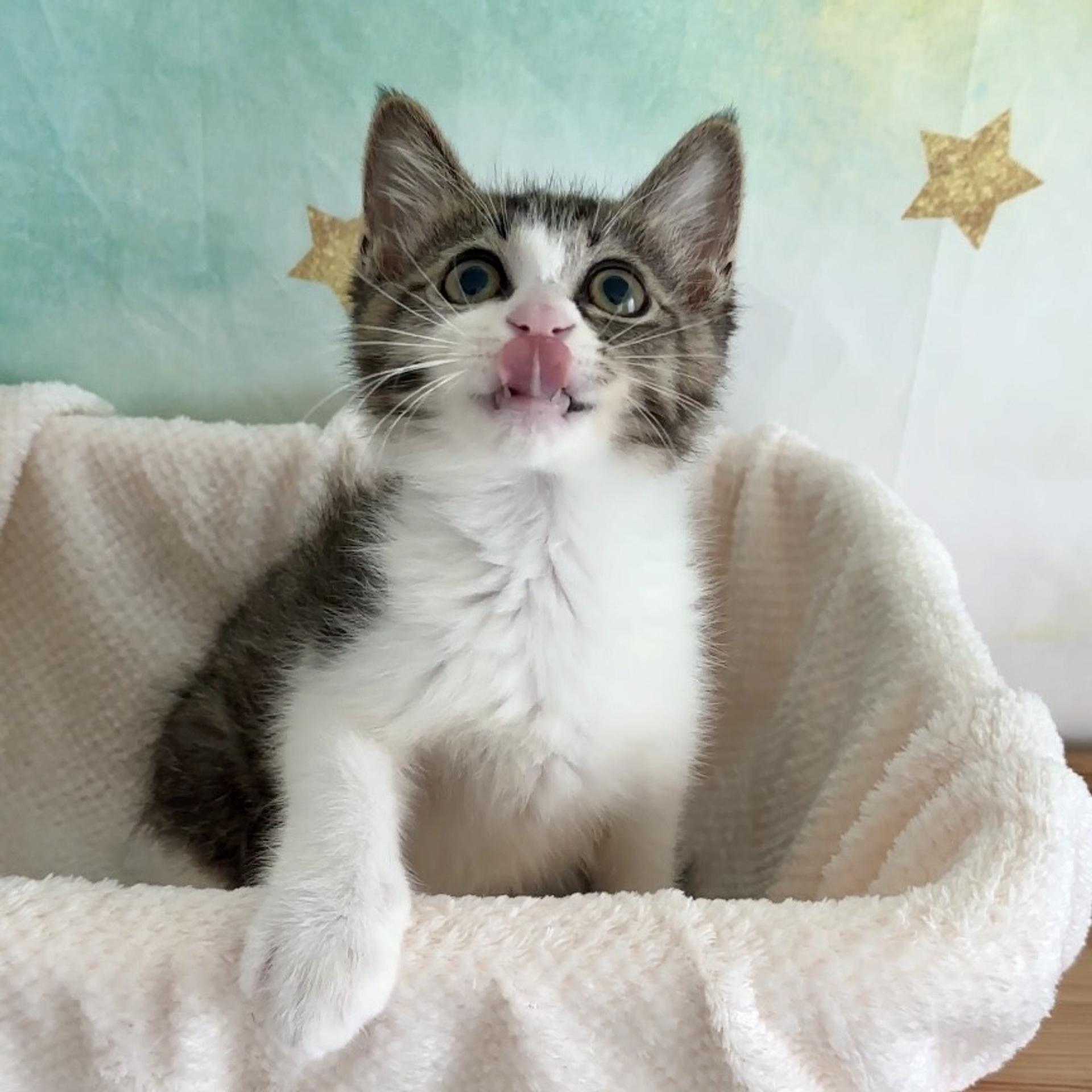 pet-image-9