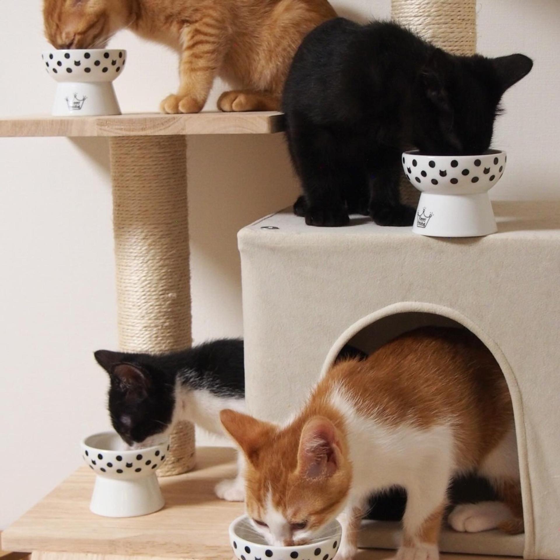 pet-image-4