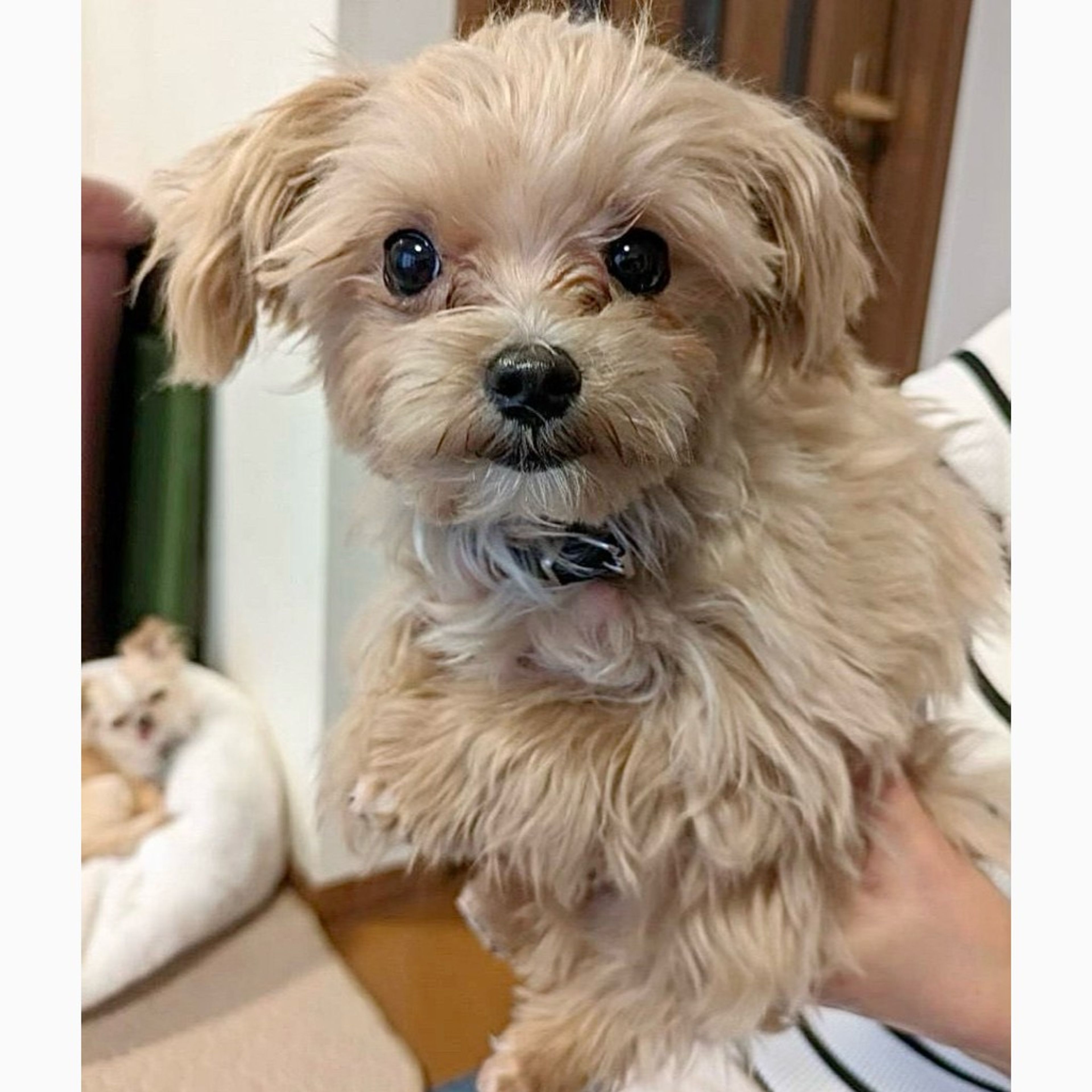pet-image-5