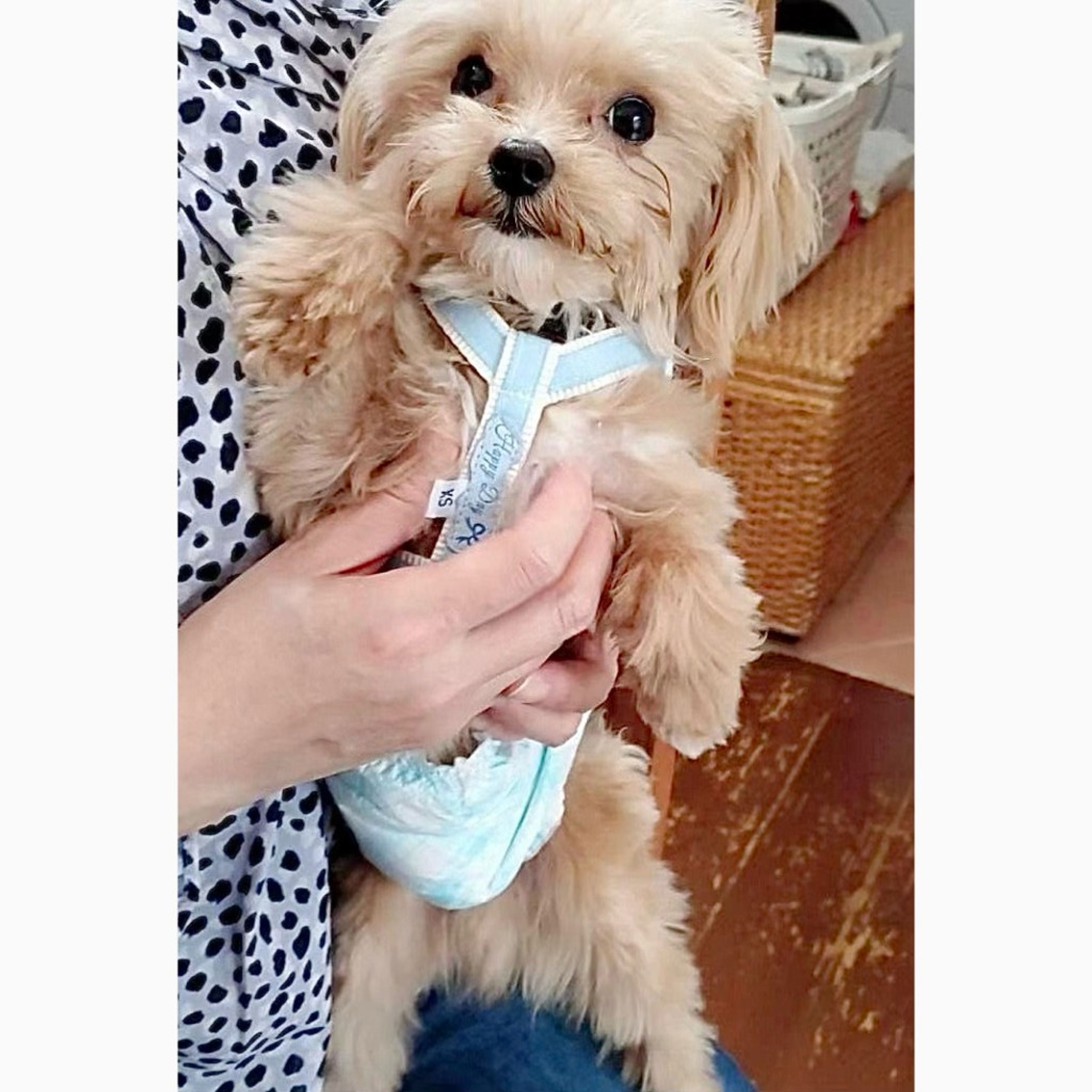 pet-image-2