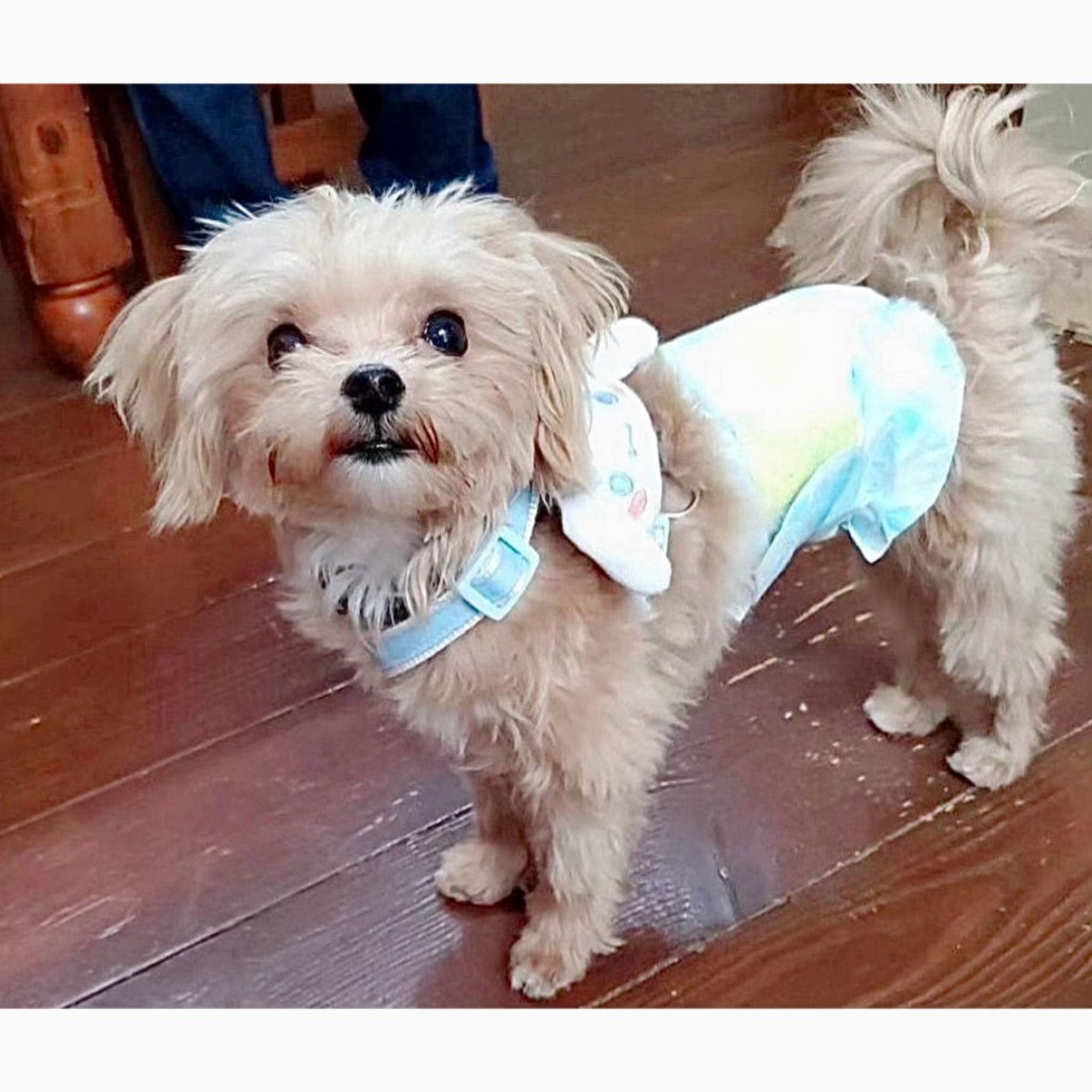 pet-image-3