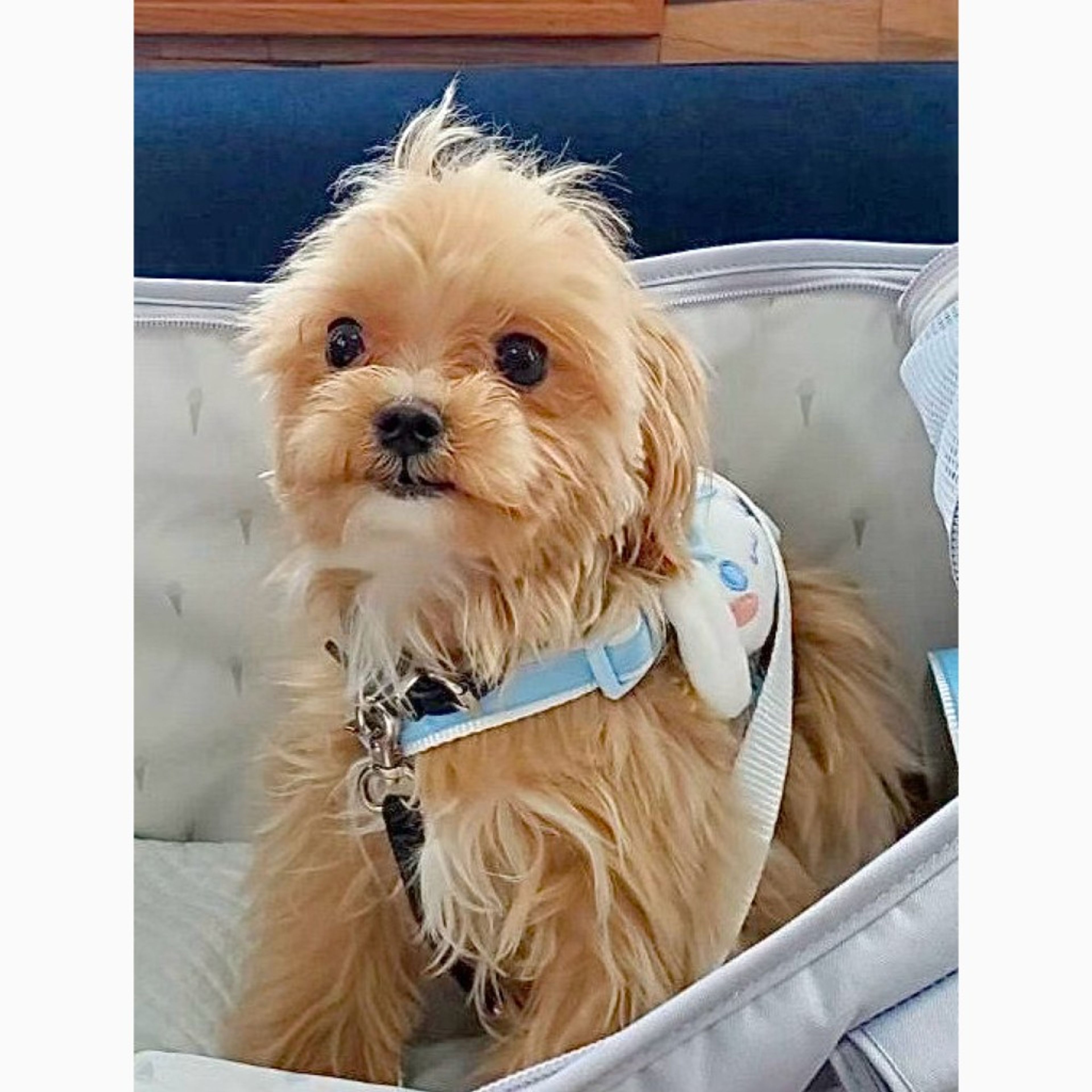 pet-image-4