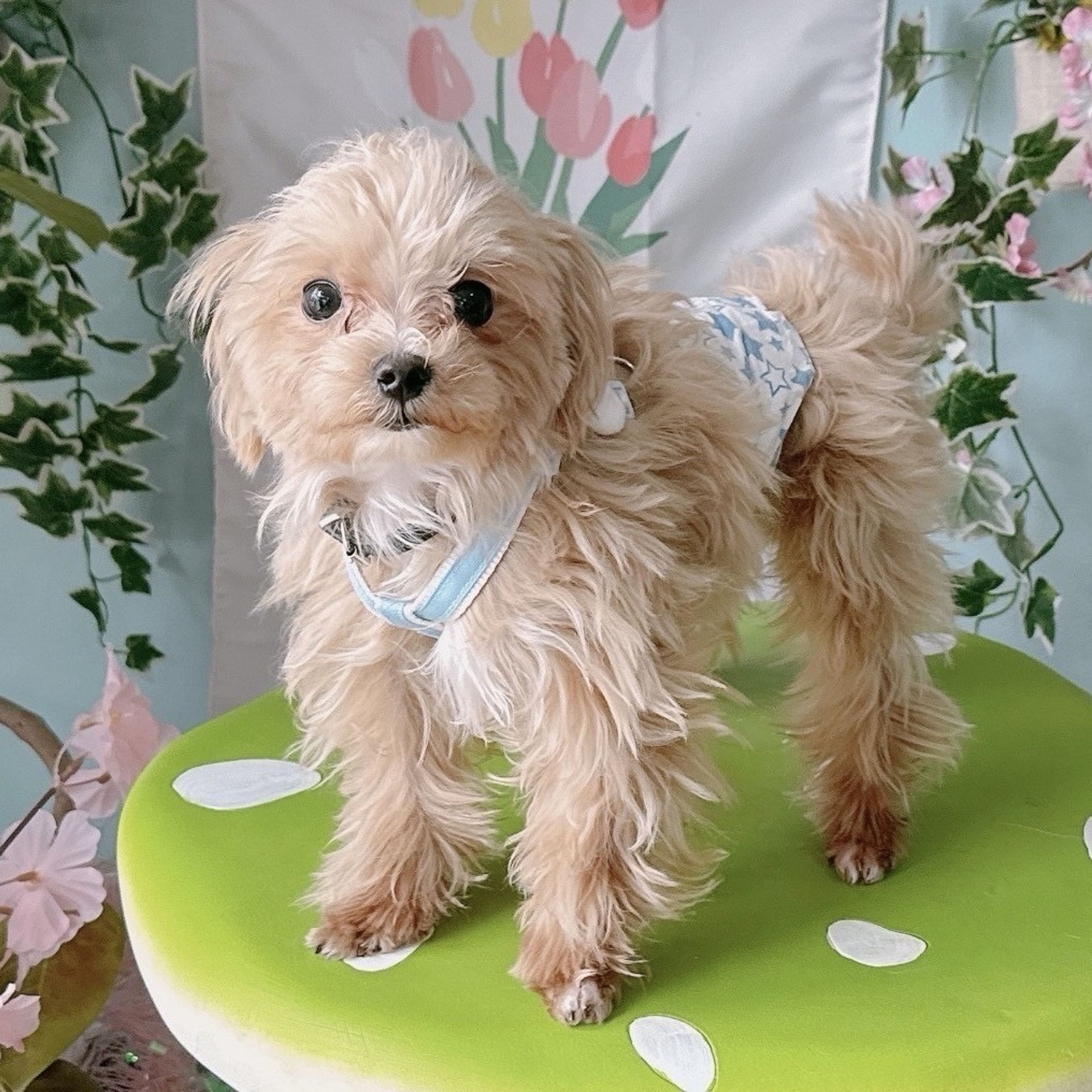雑種（ミックス犬）・オスの里親募集の写真