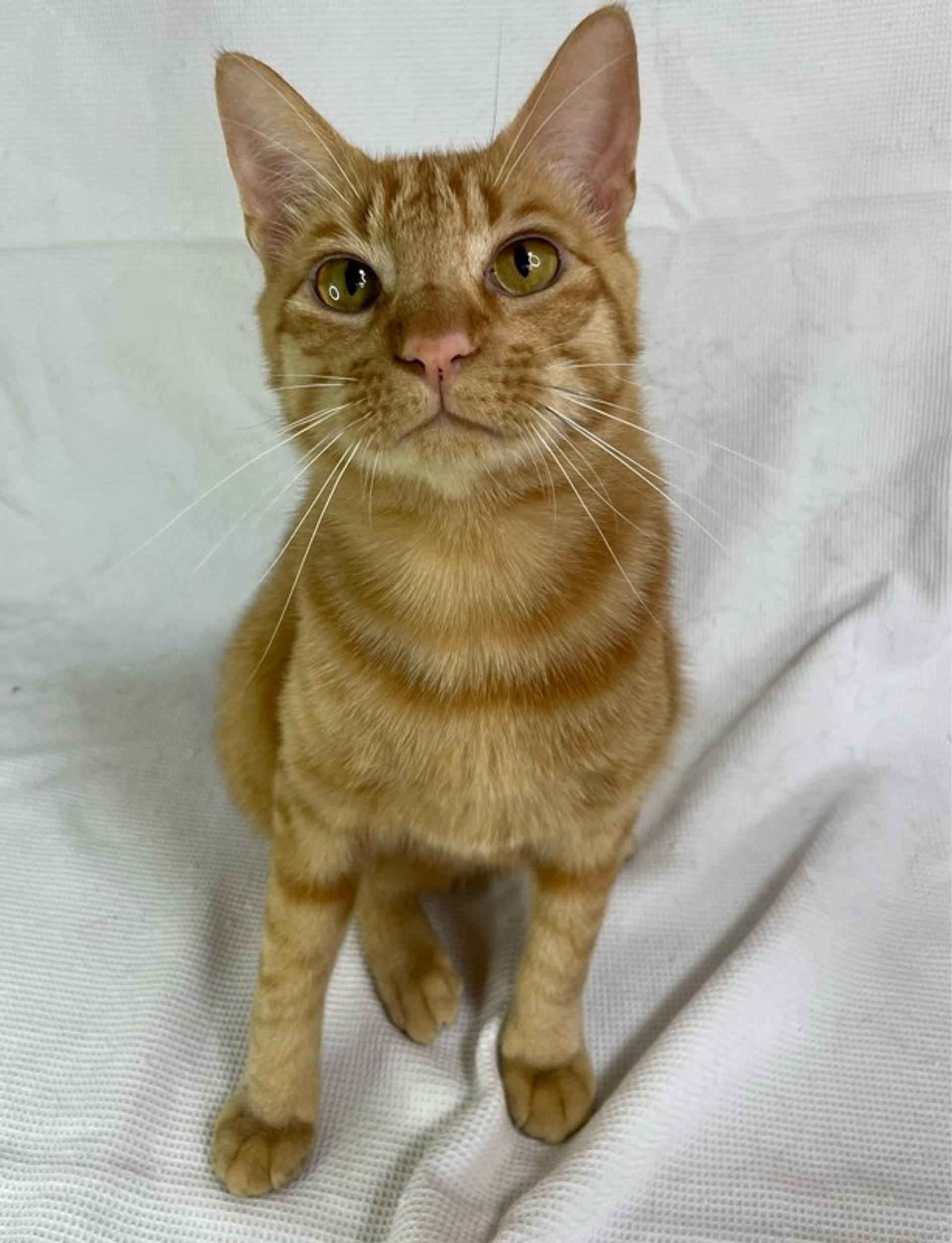 pet-image-6
