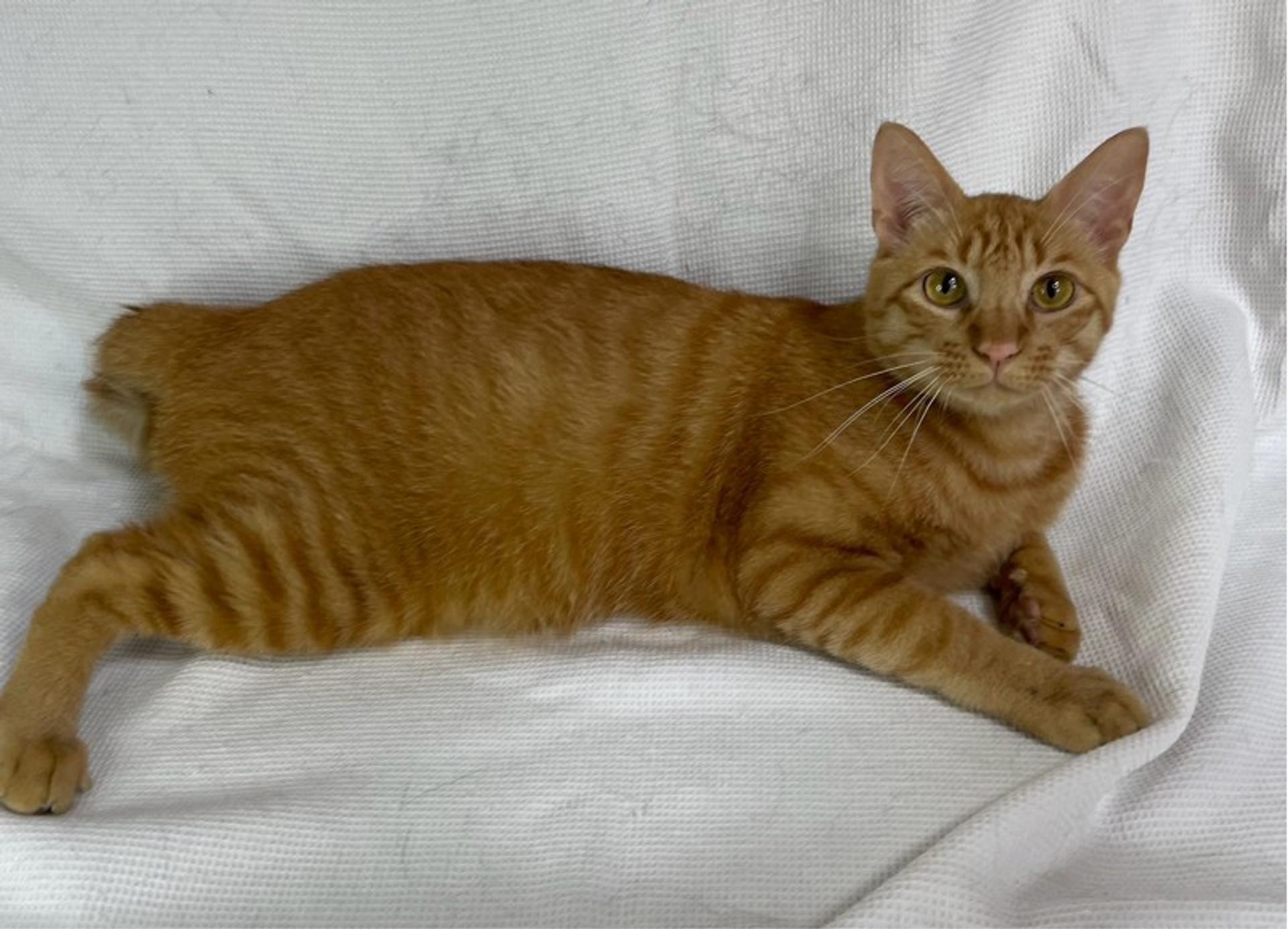 pet-image-4