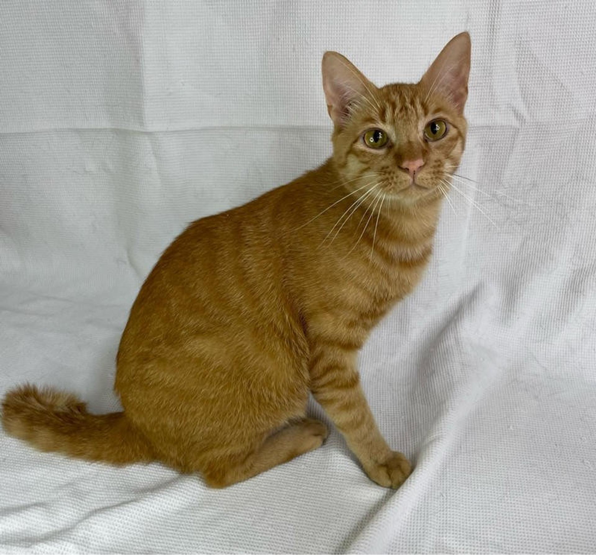 pet-image-5