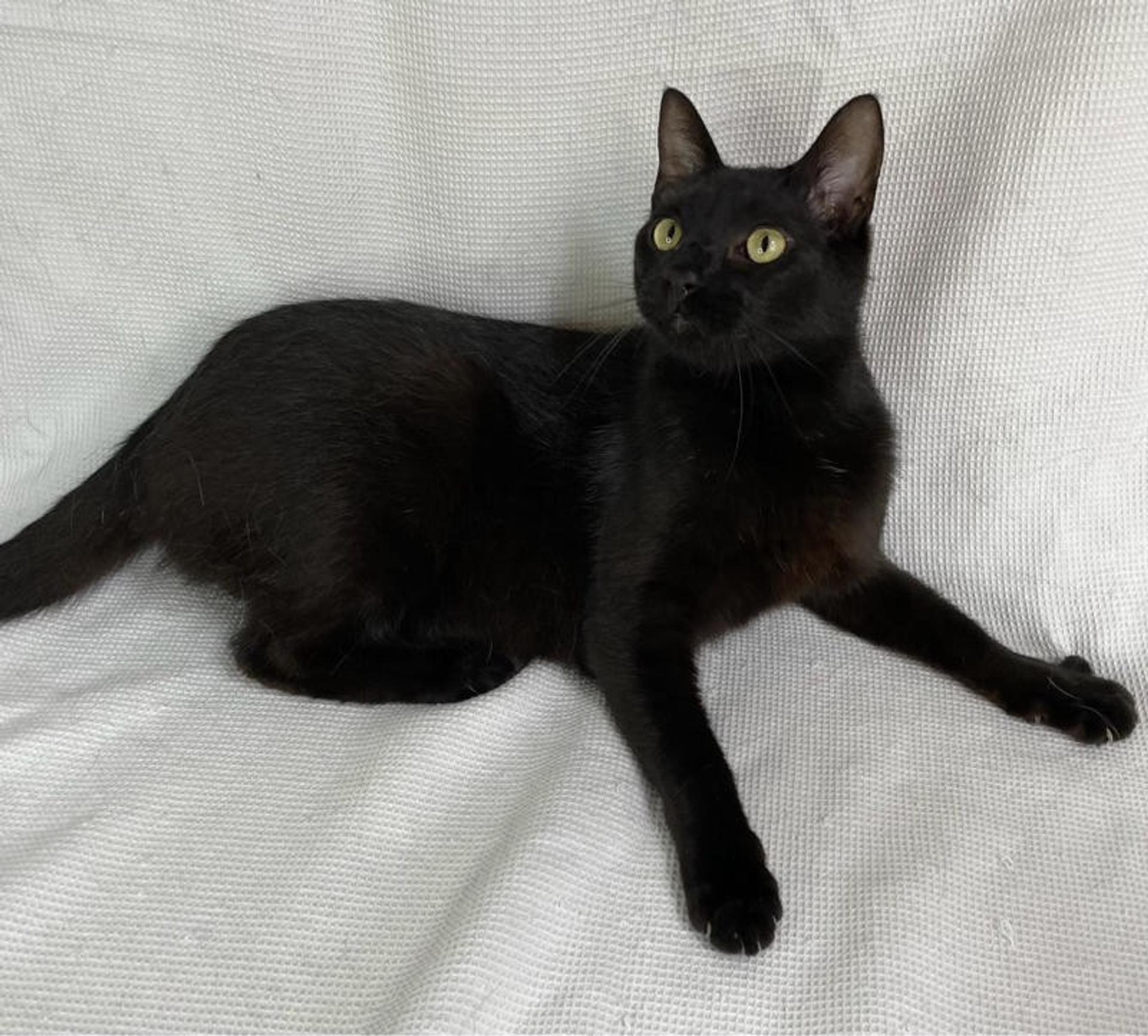 pet-image-3