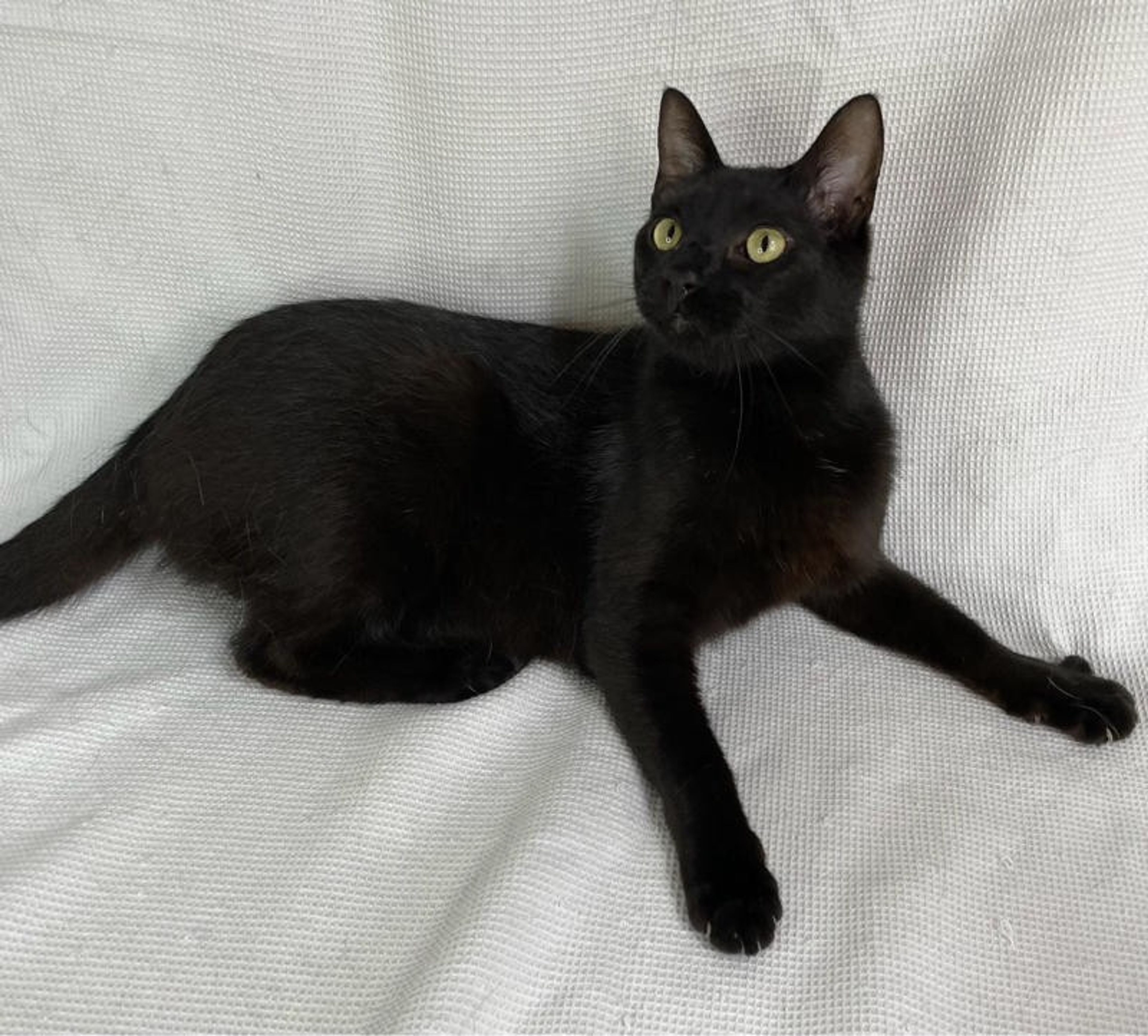 pet-image-3