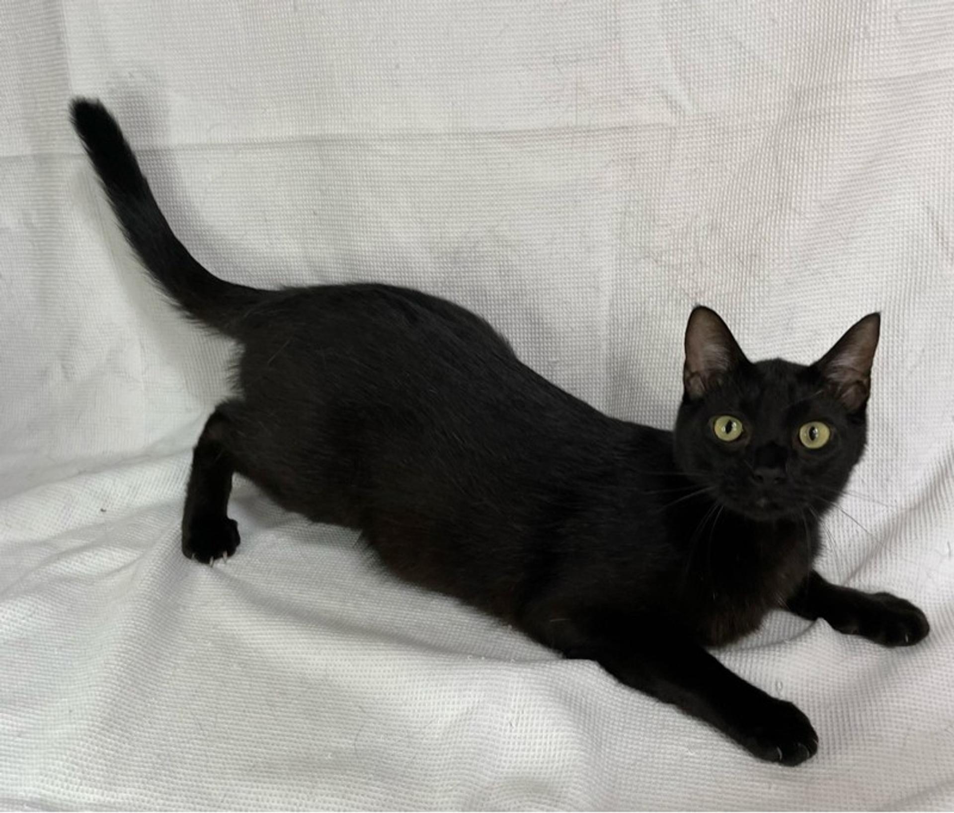 pet-image-4