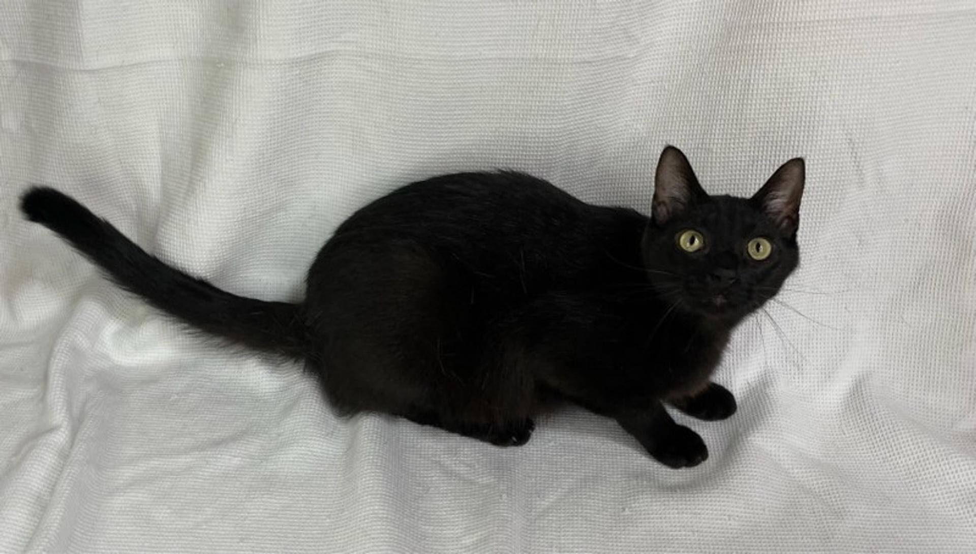 pet-image-5