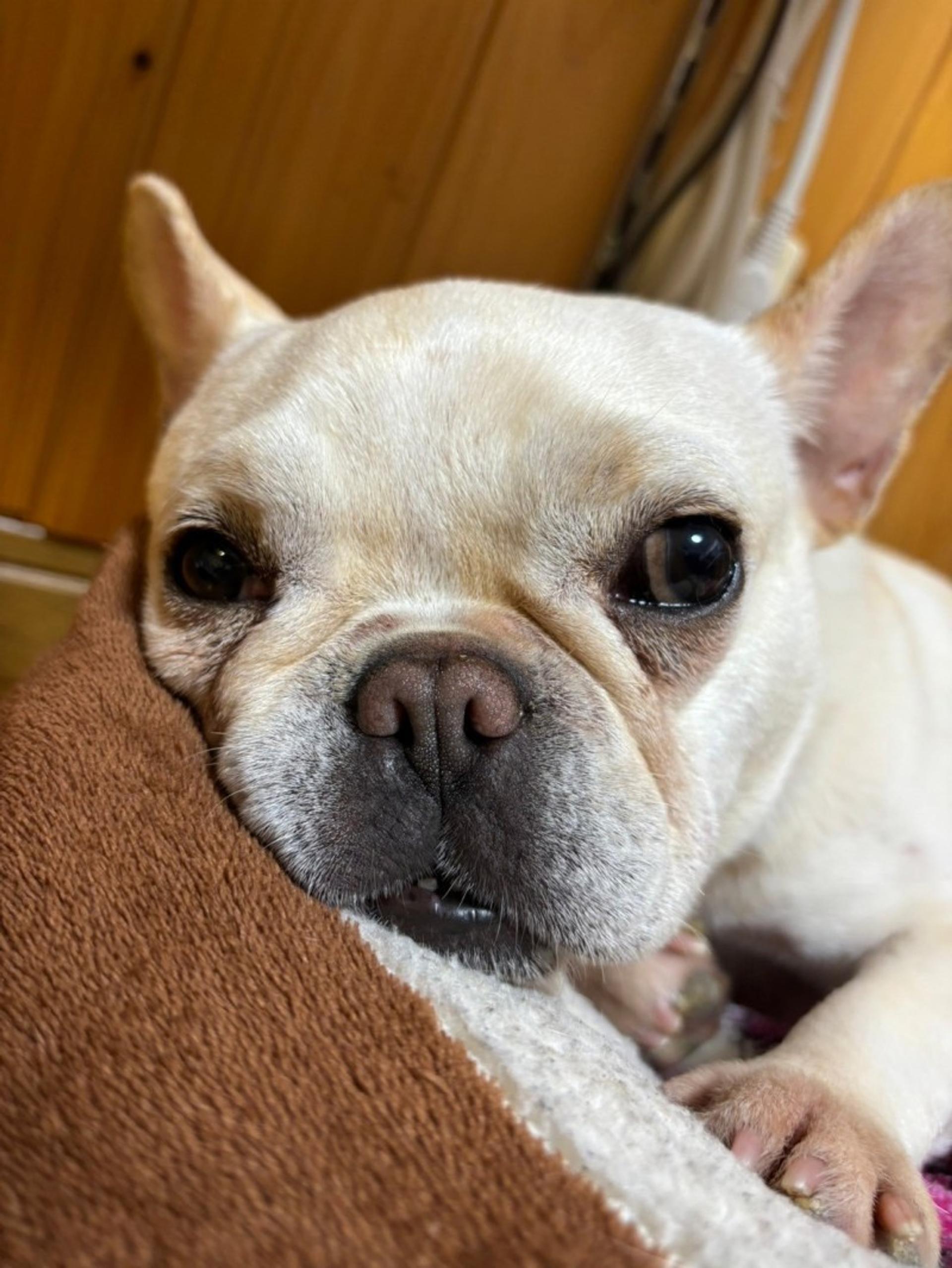 pet-image-4