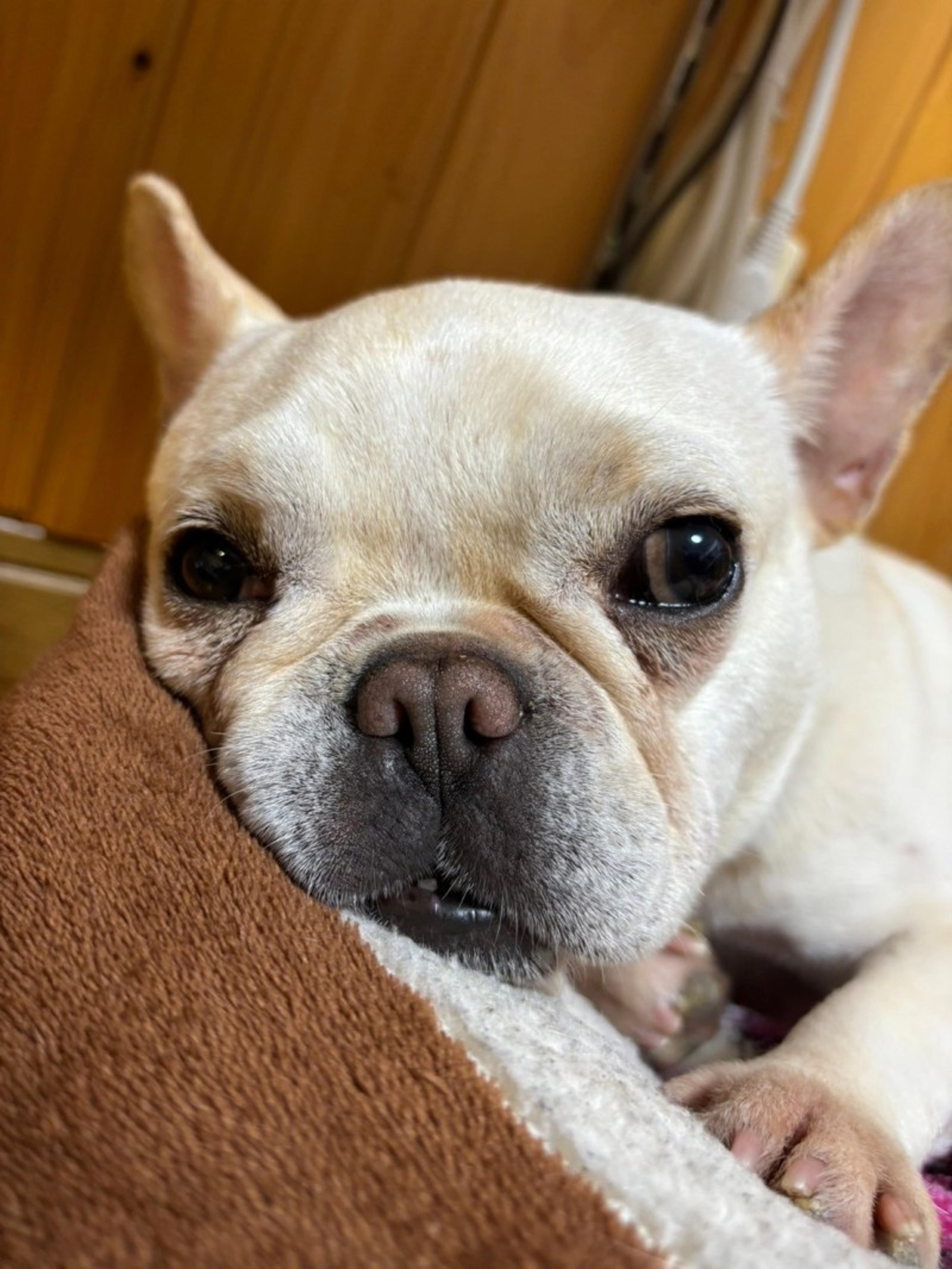 pet-image-4