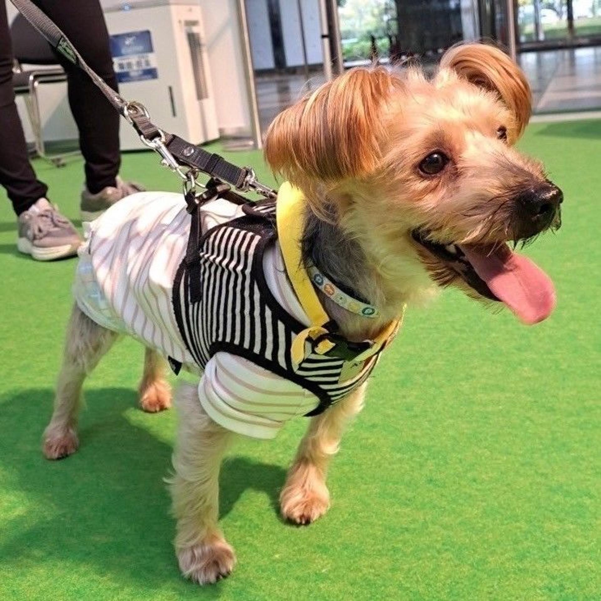 pet-image-3