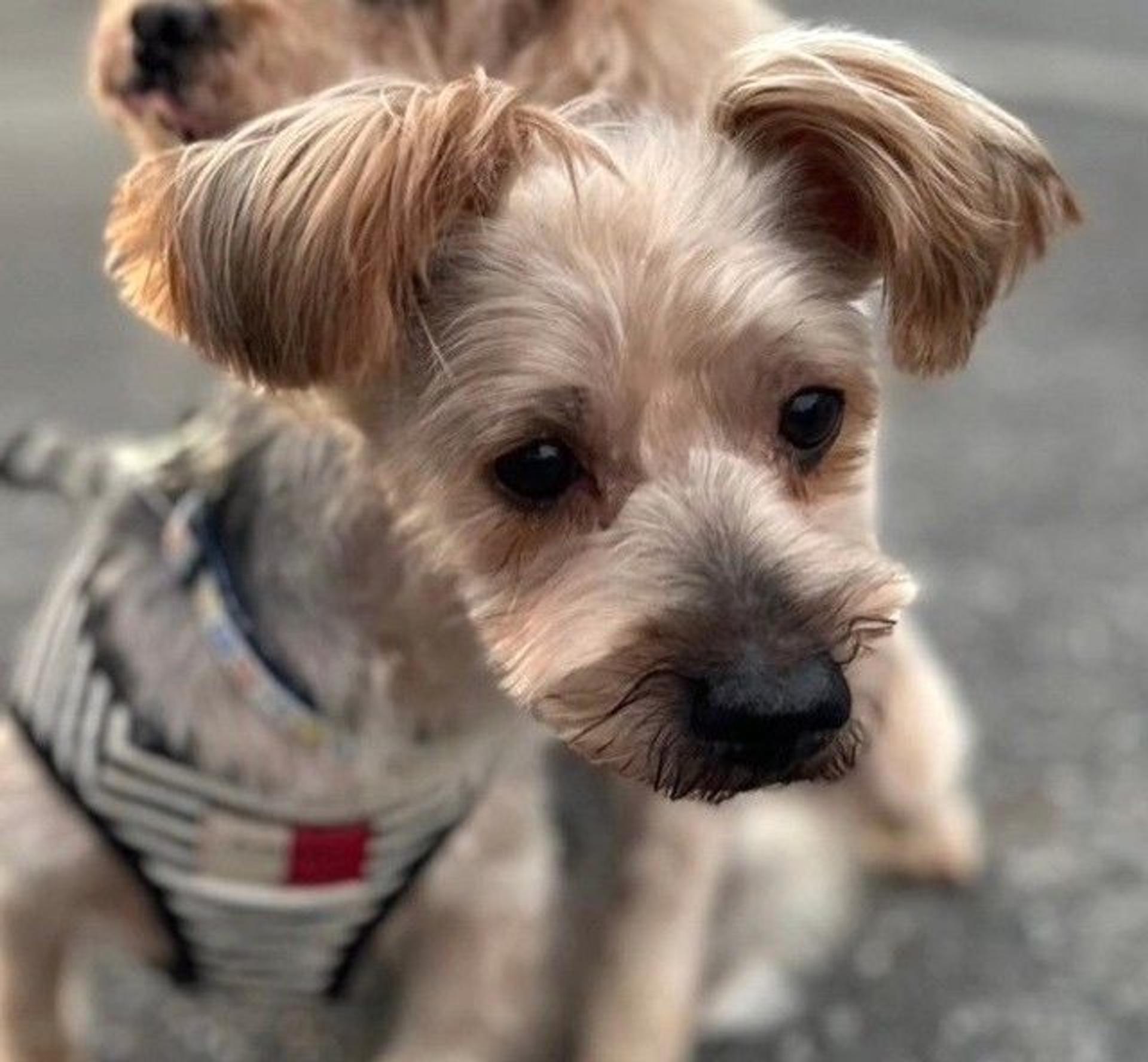 pet-image-10