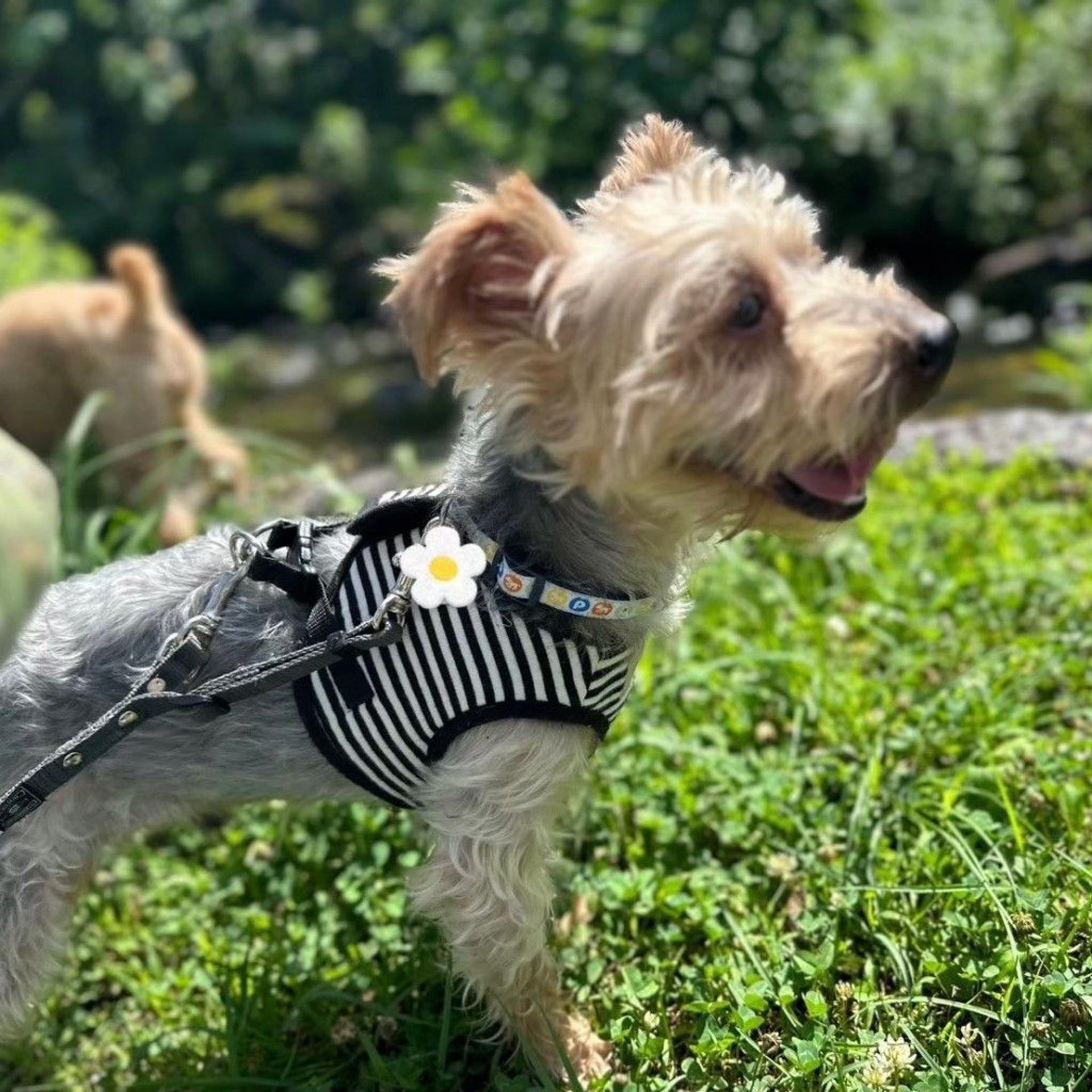 pet-image-8