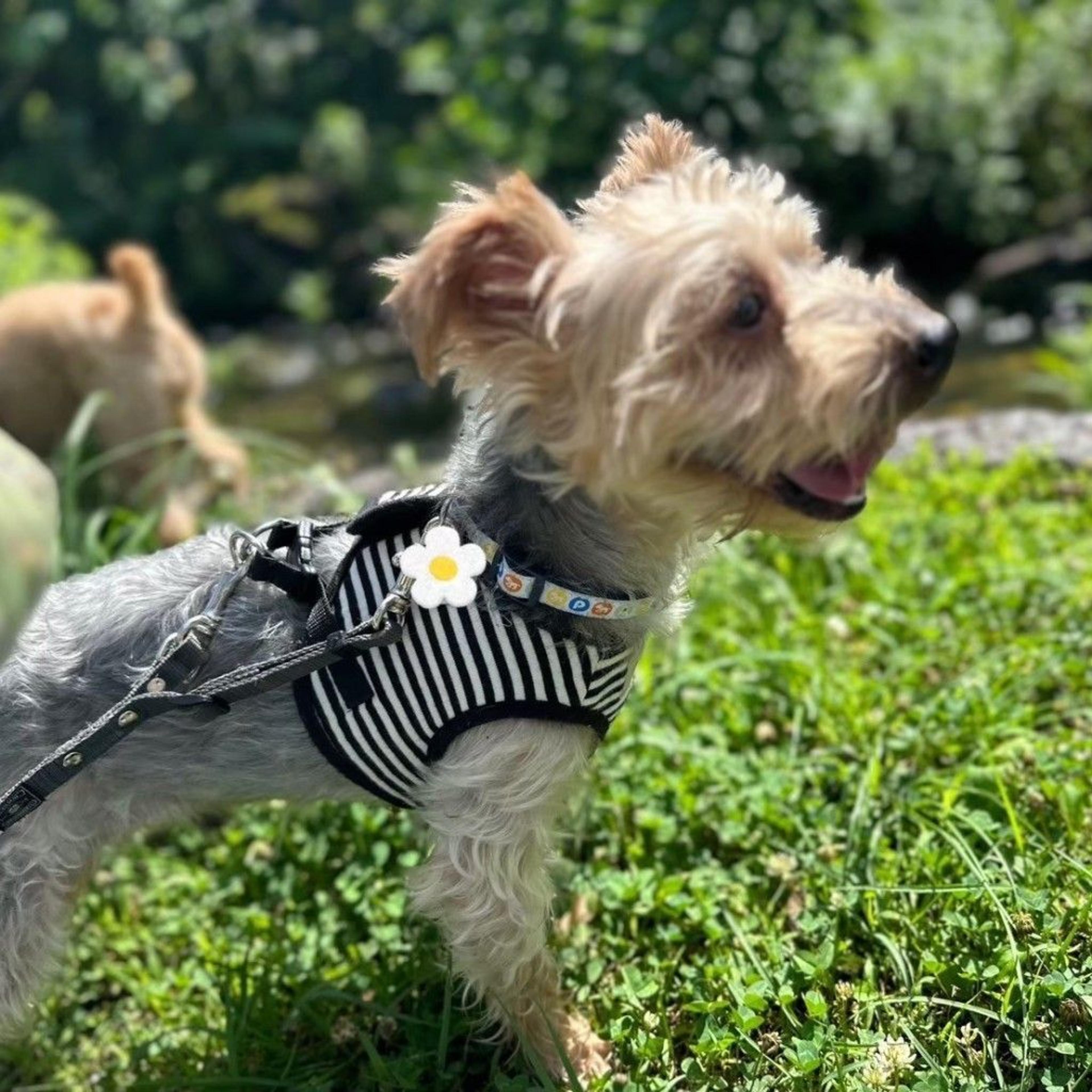 pet-image-8