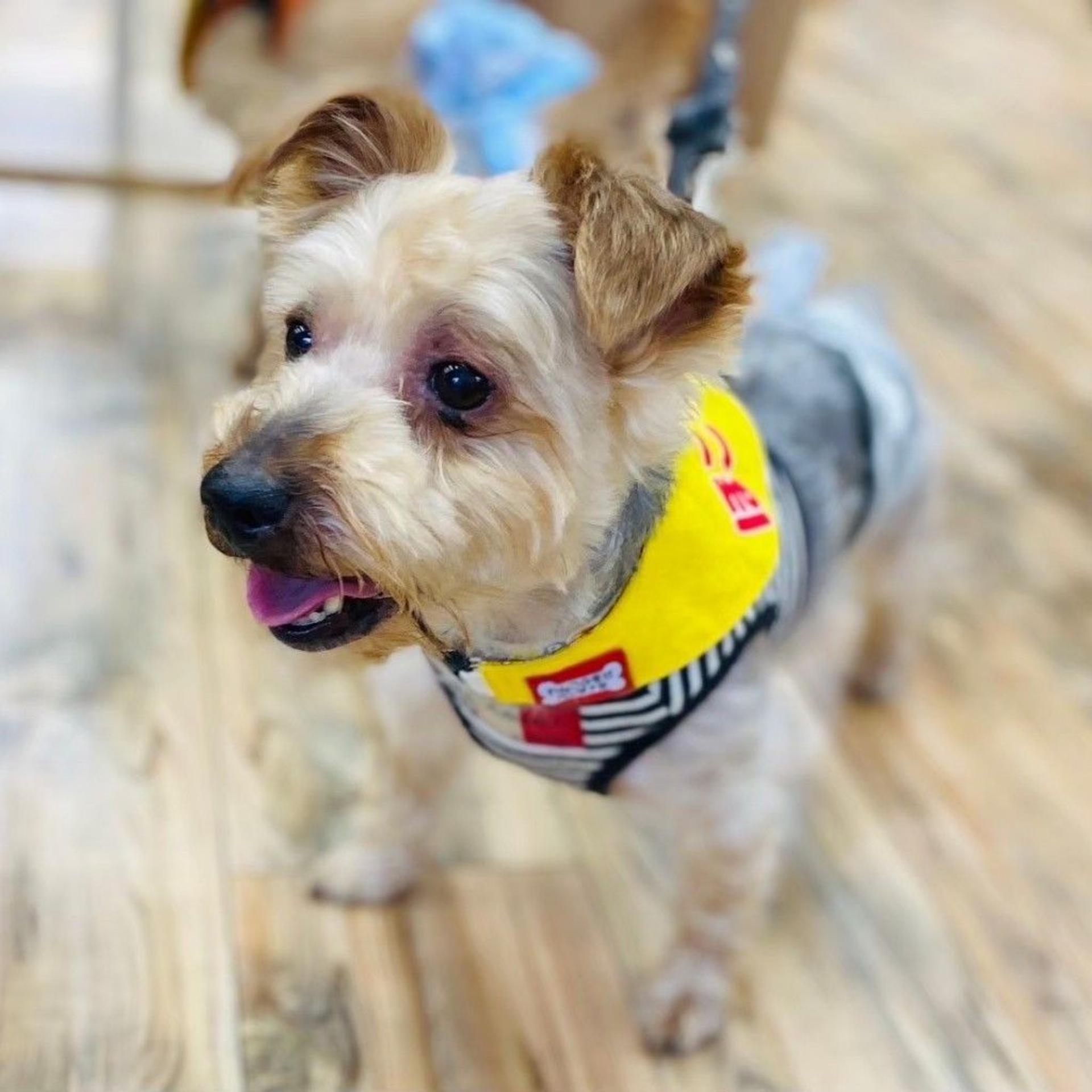 pet-image-9