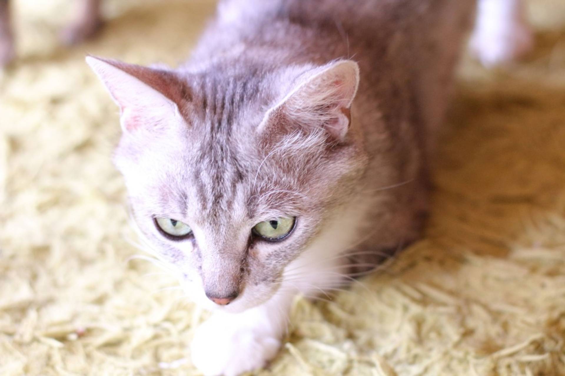 雑種（ミックス猫）・メスの里親募集の写真