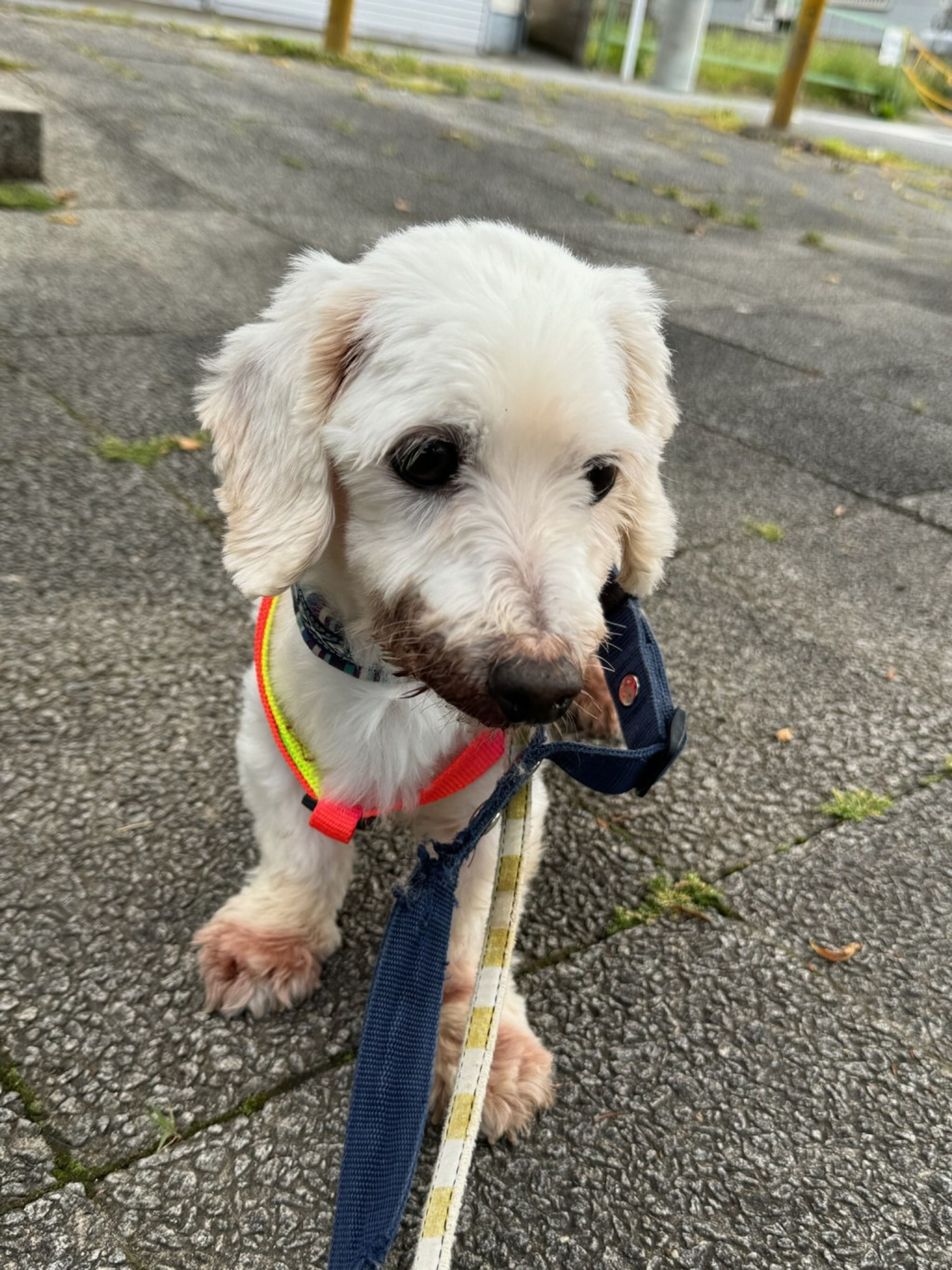 pet-image-2