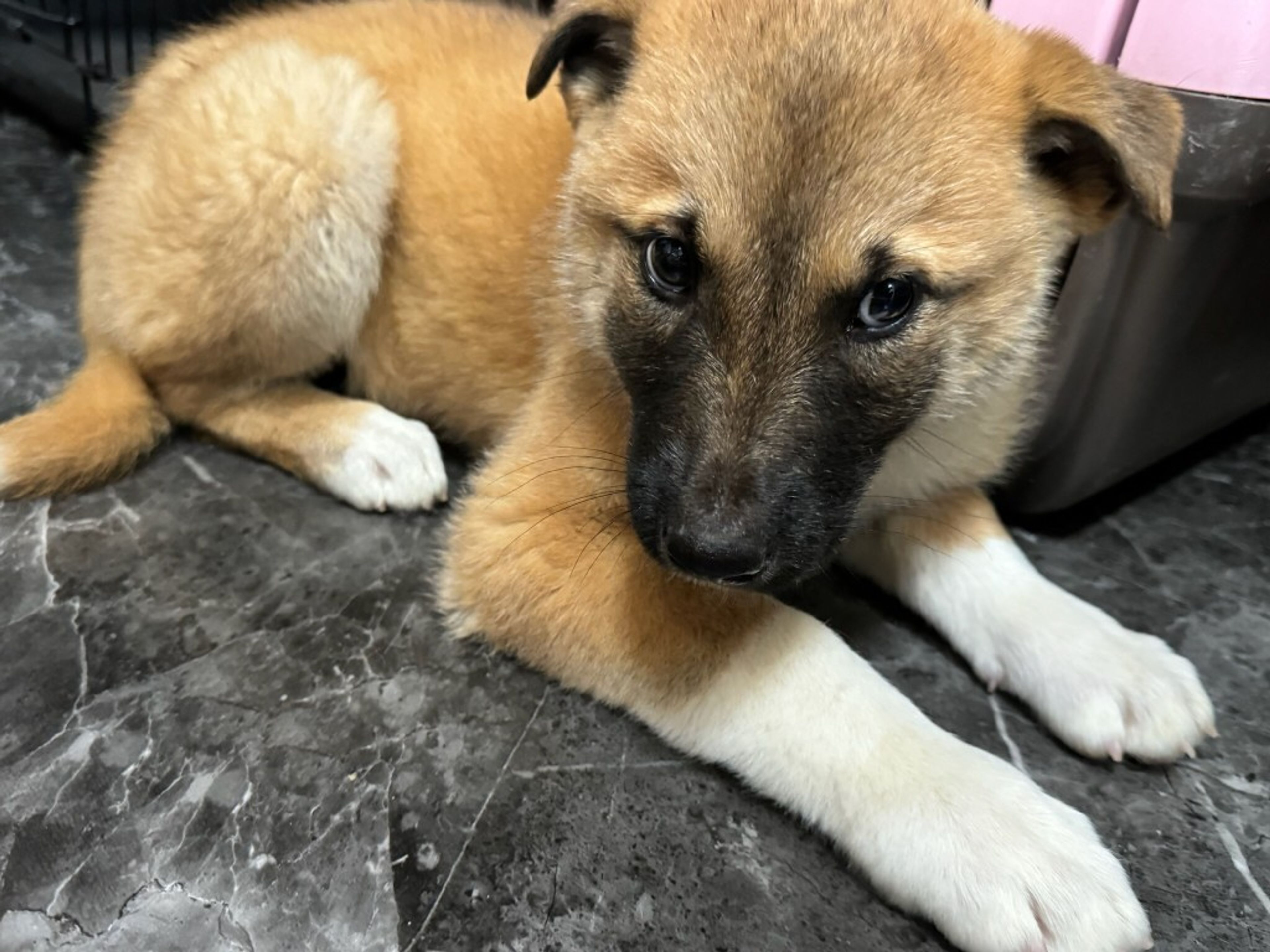 pet-image-2
