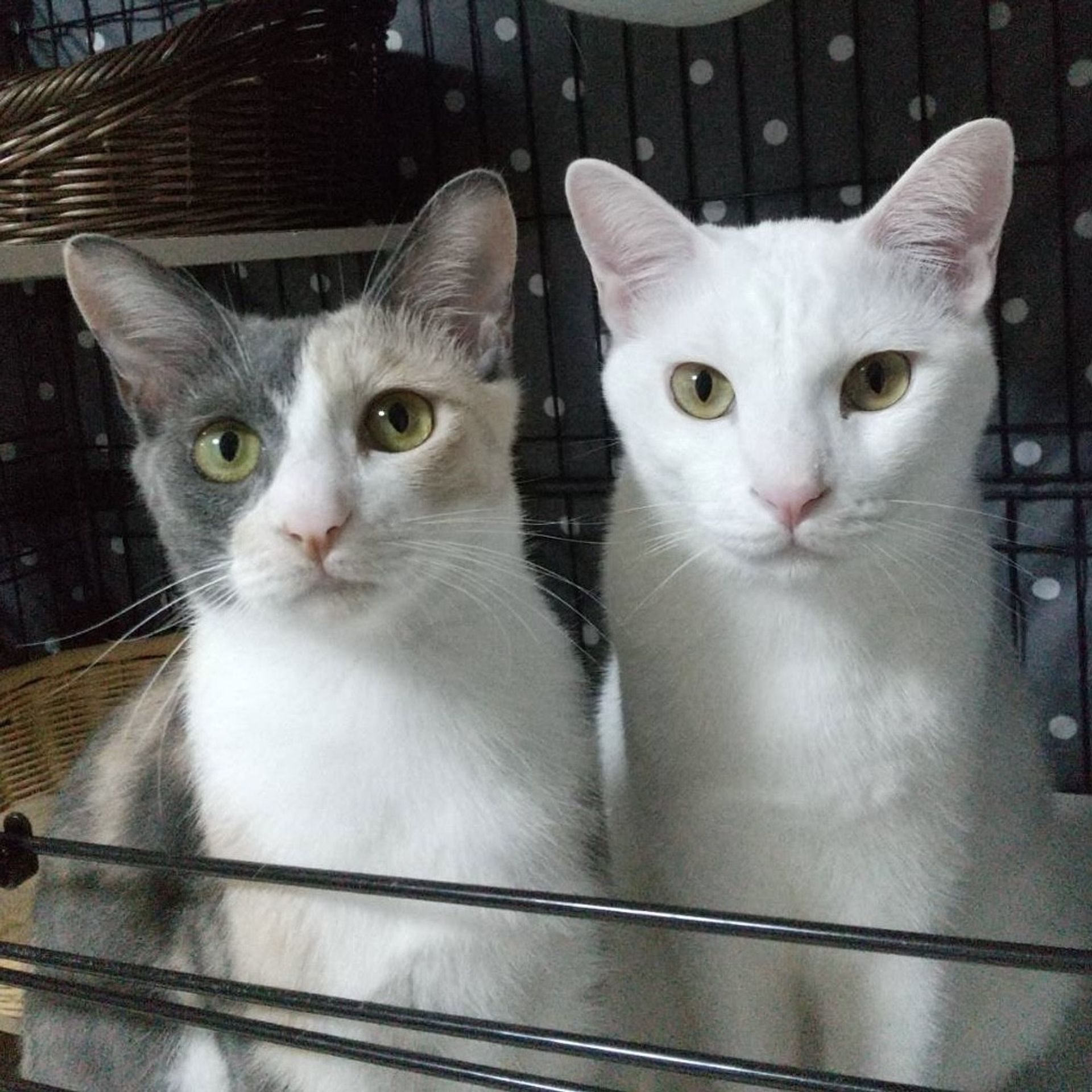 雑種（ミックス猫）・メスの里親募集の写真
