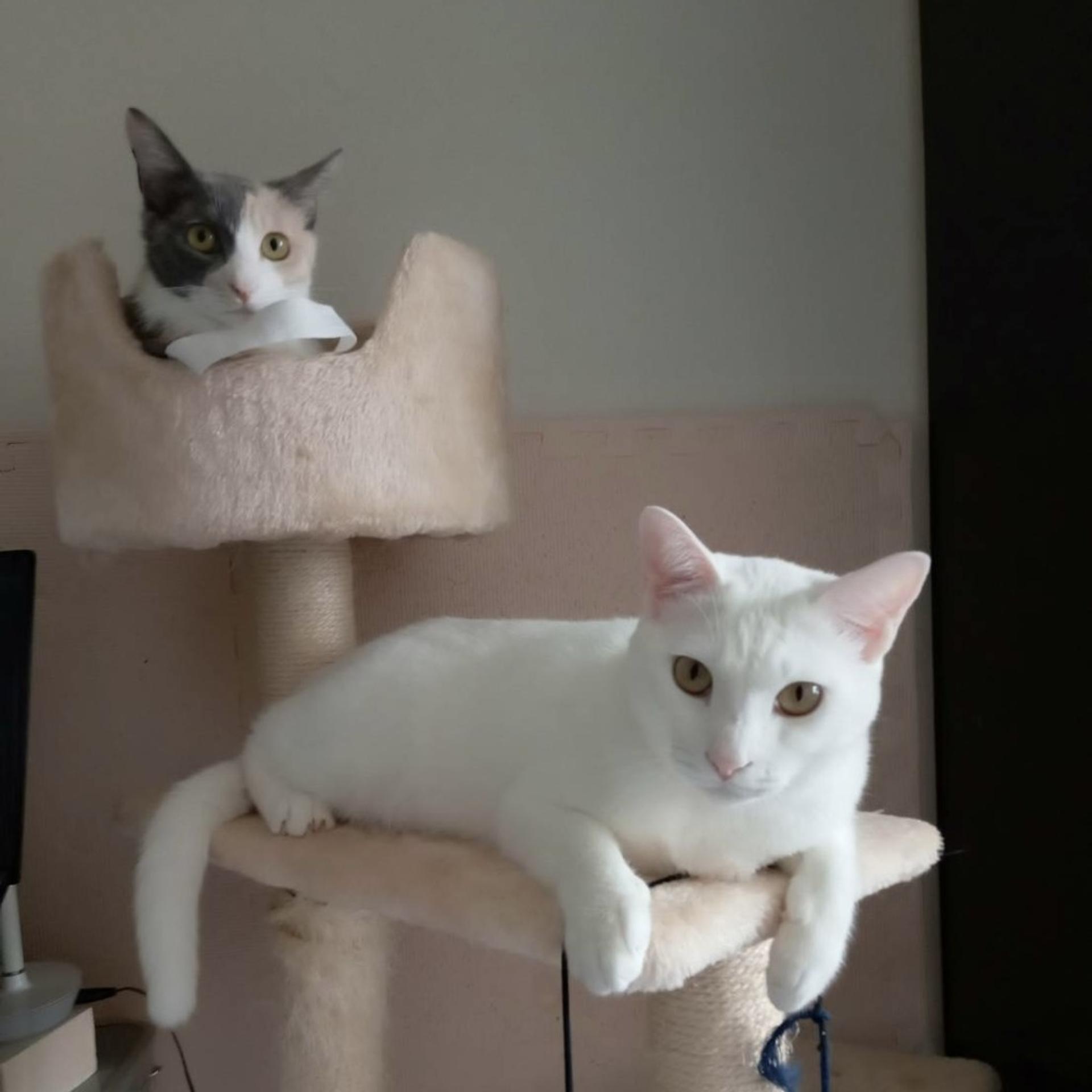 pet-image-3