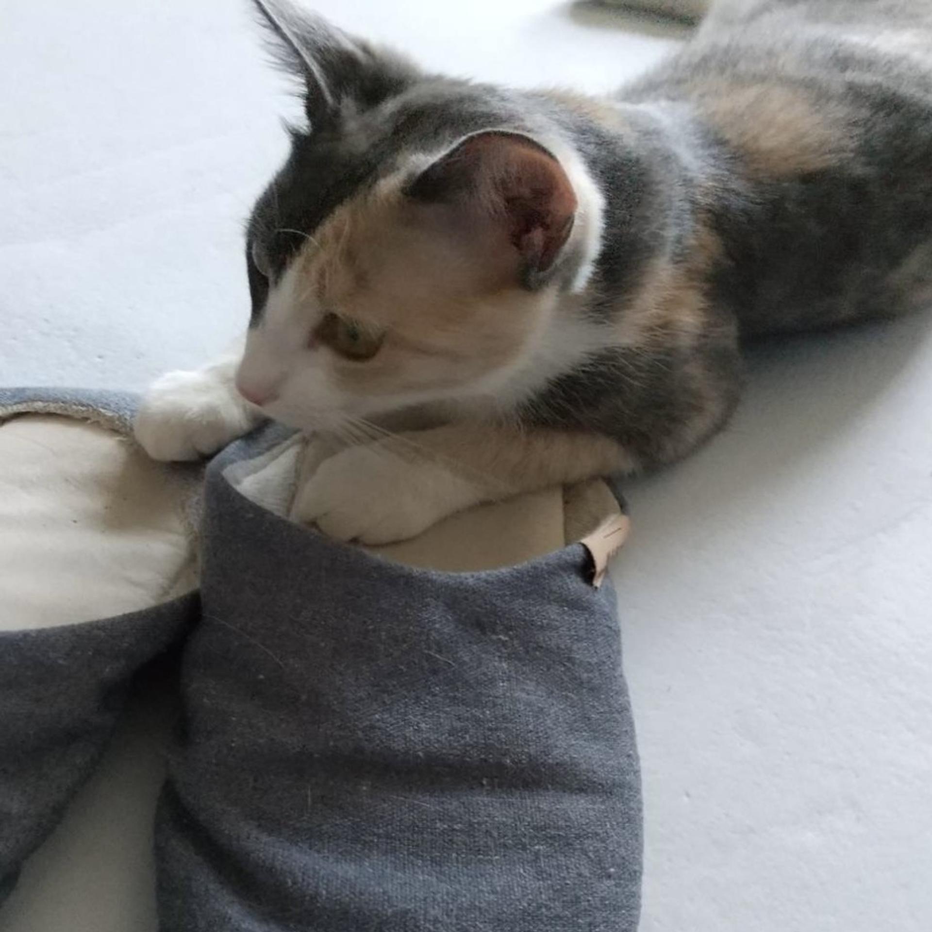 pet-image-4