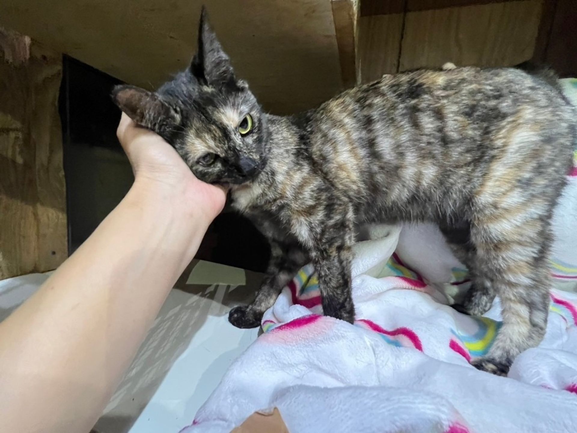 雑種（ミックス猫）・メスの里親募集の写真