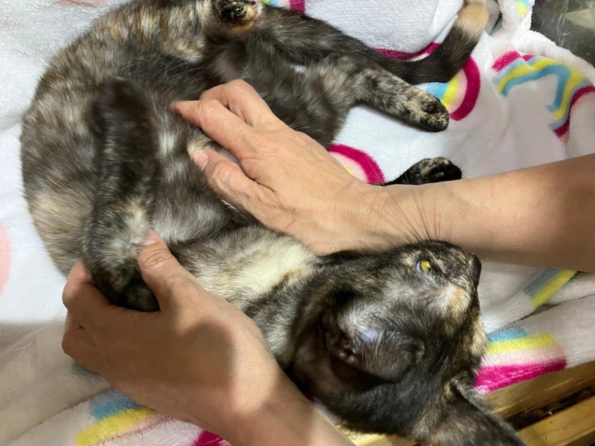 pet-image-2