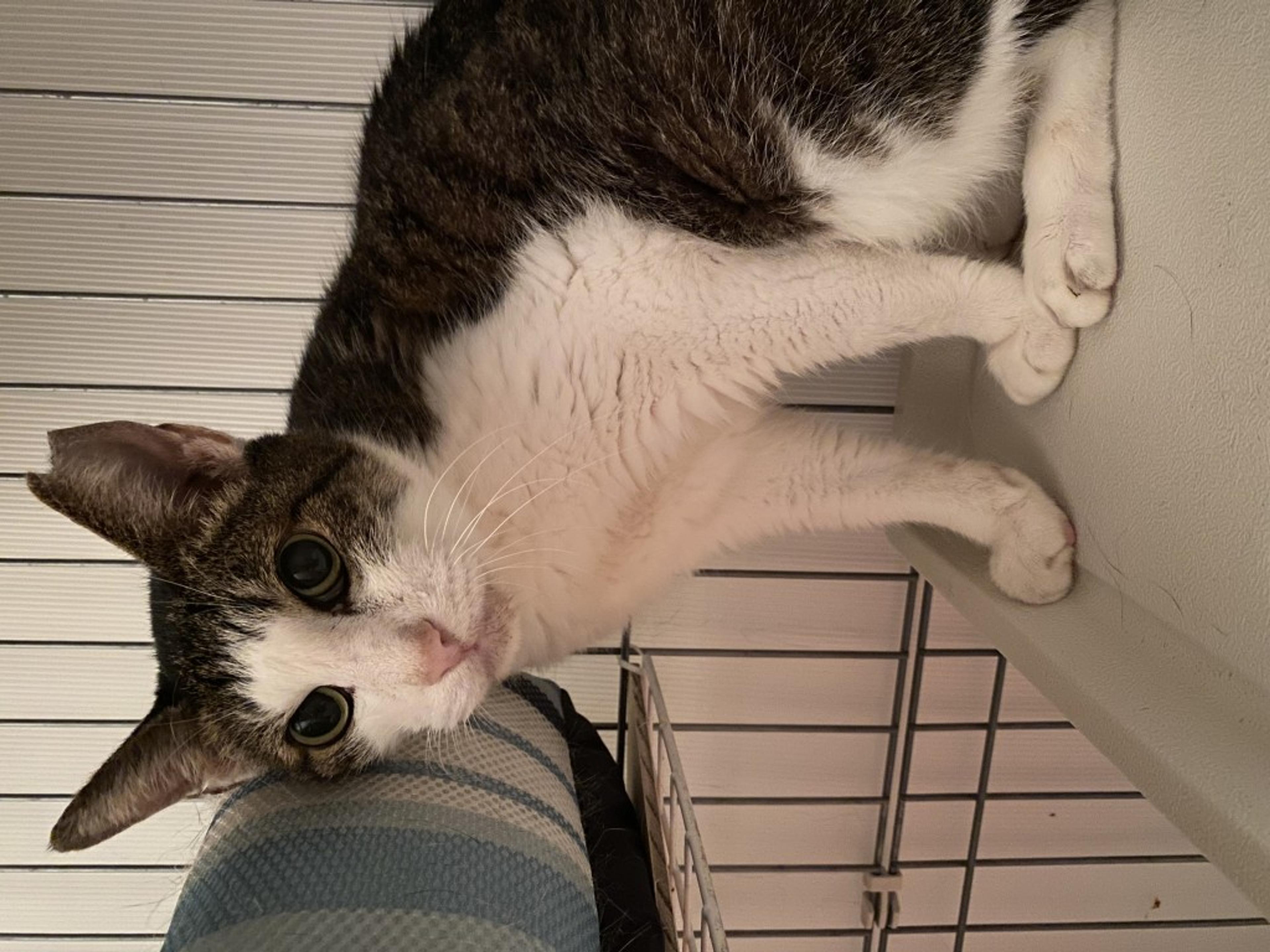 pet-image-5