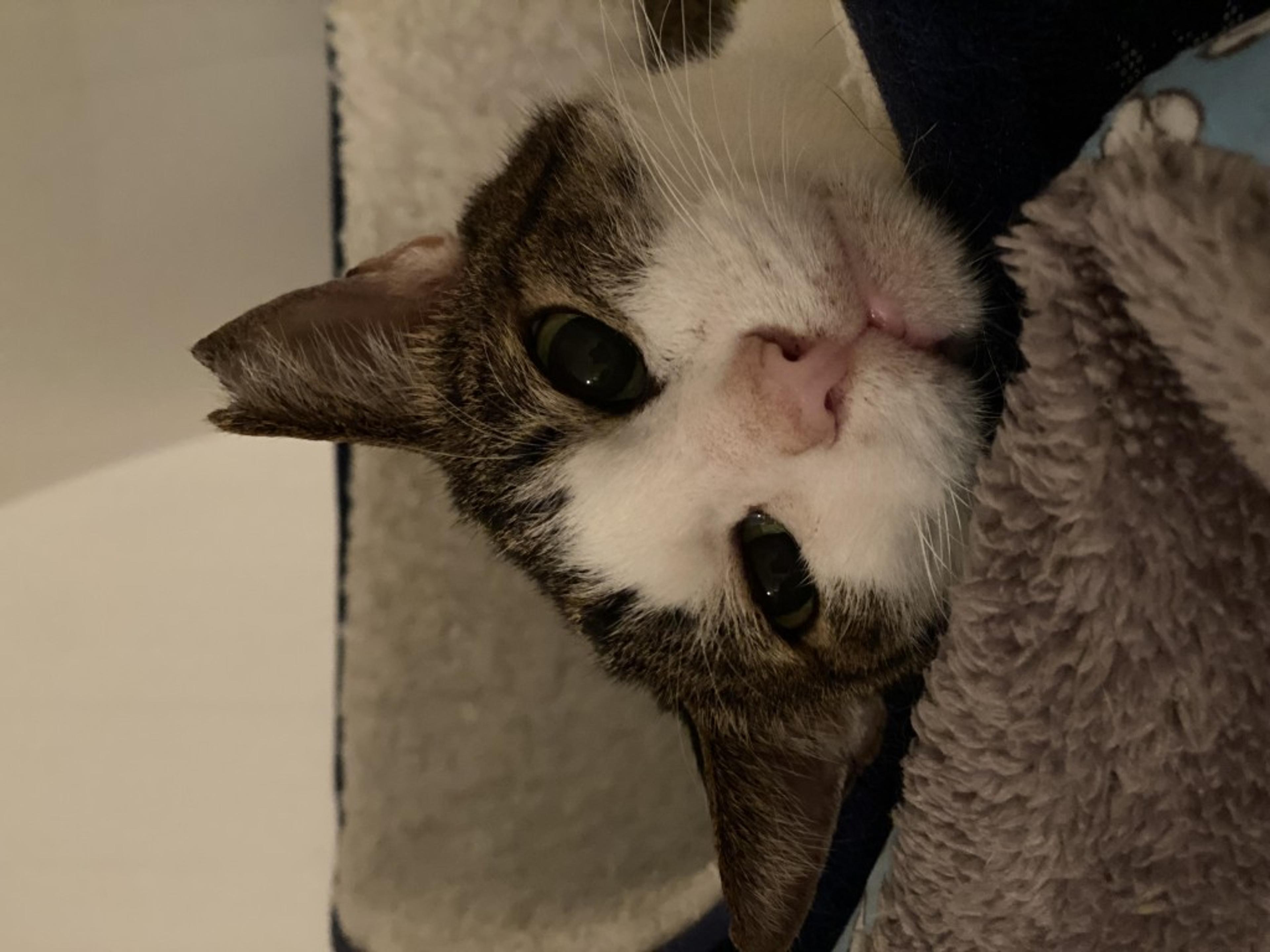 pet-image-3