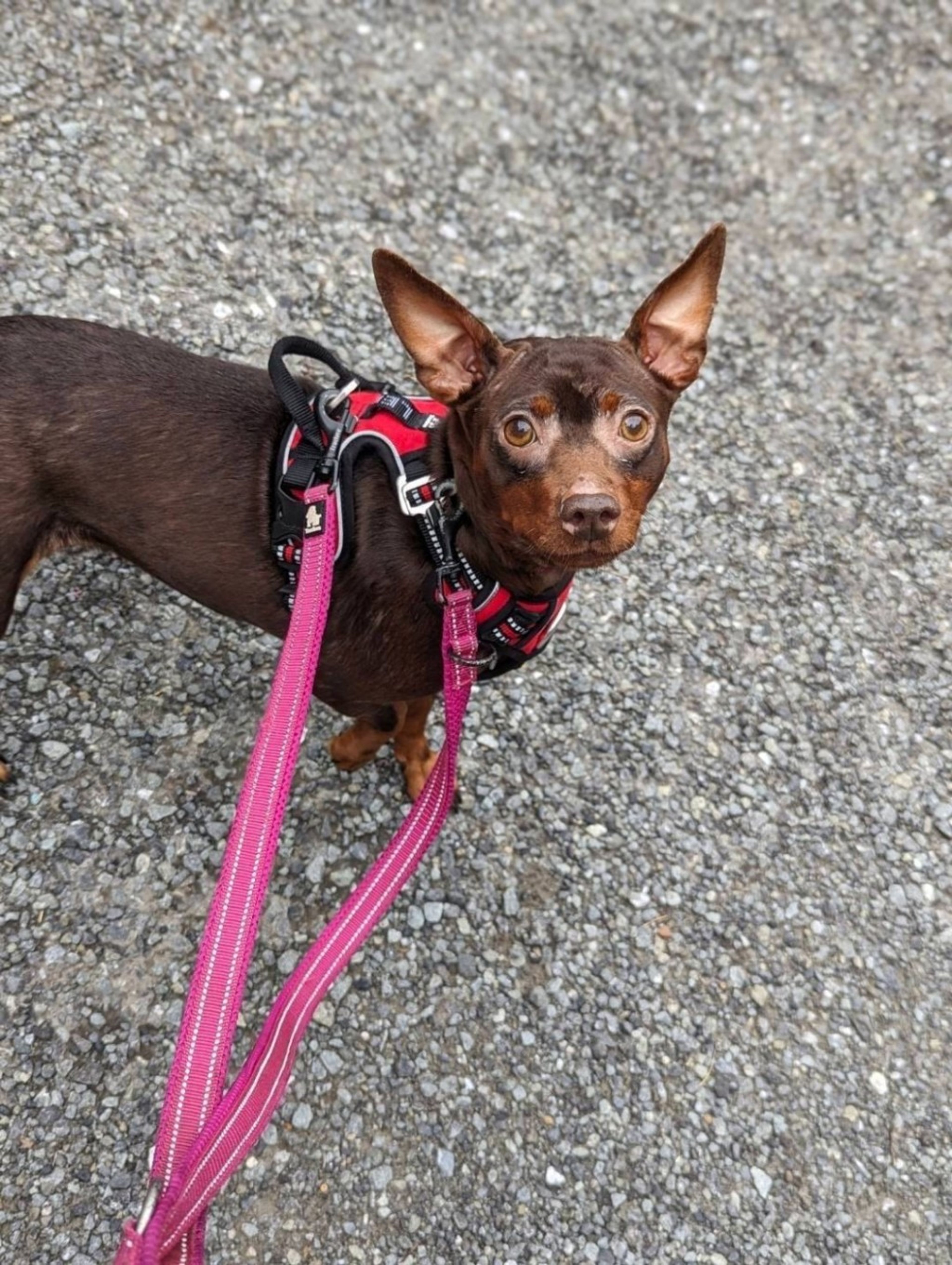pet-image-2