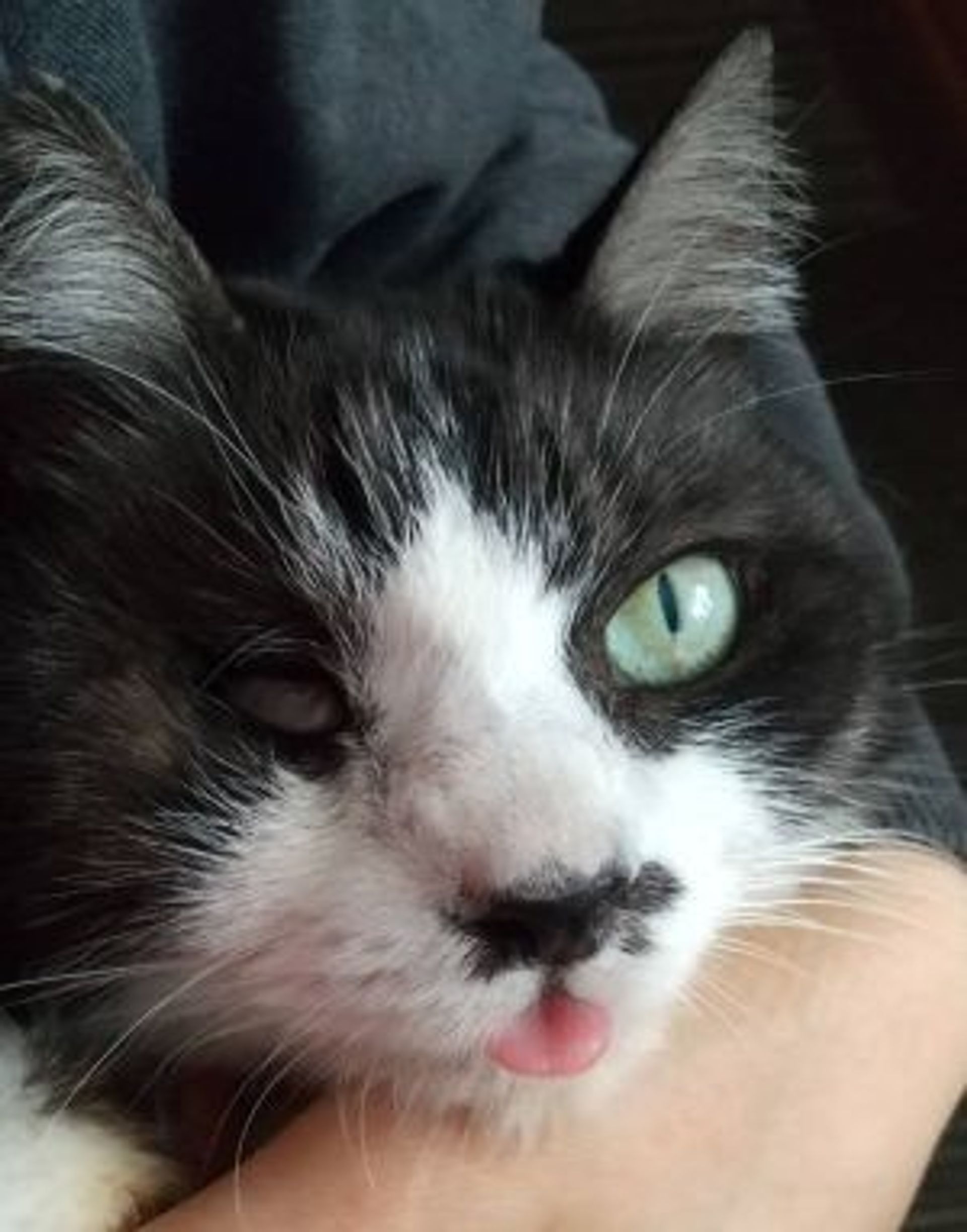 雑種（ミックス猫）・メスの里親募集の写真