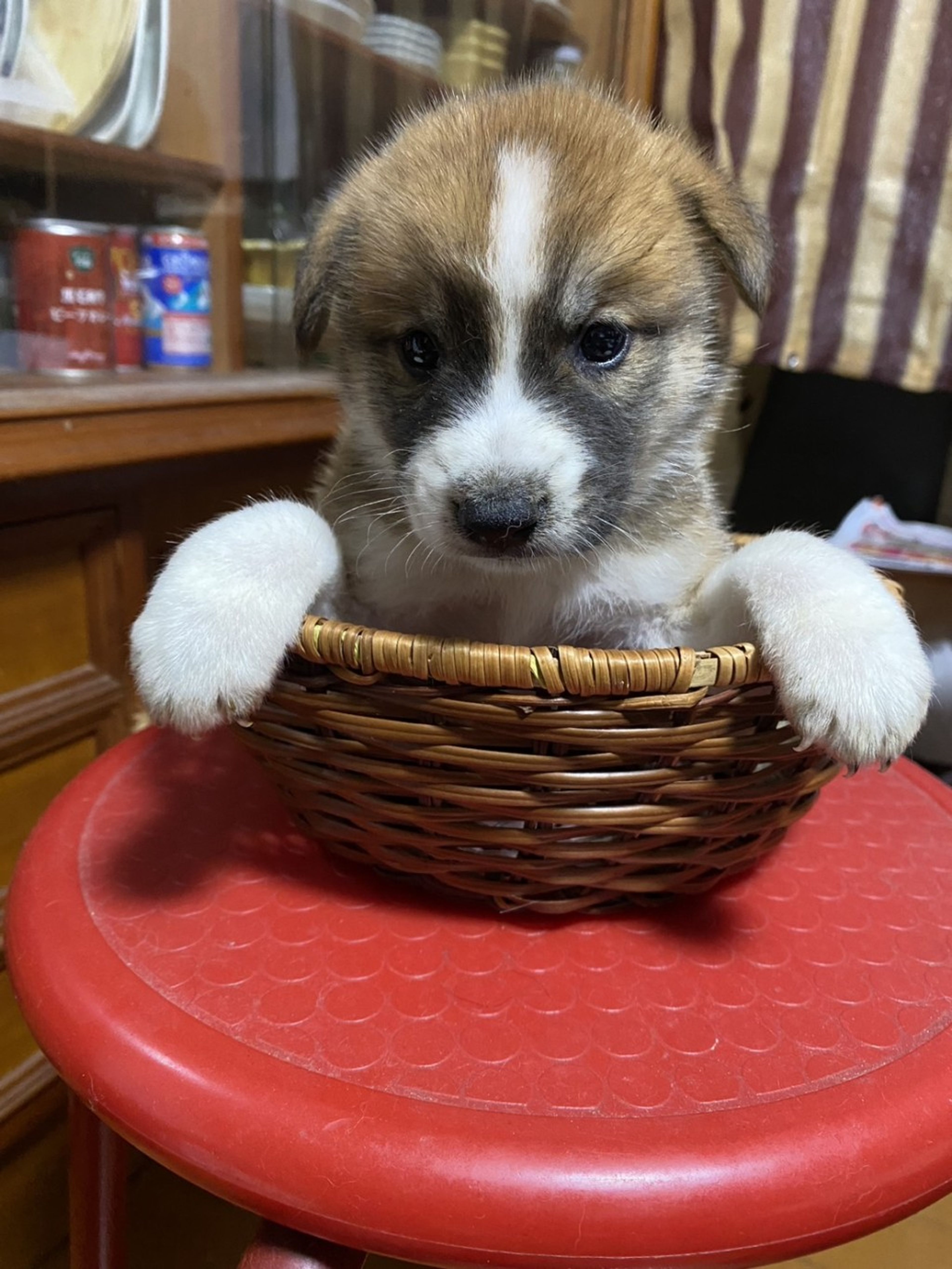 雑種（ミックス犬）・オスの里親募集の写真