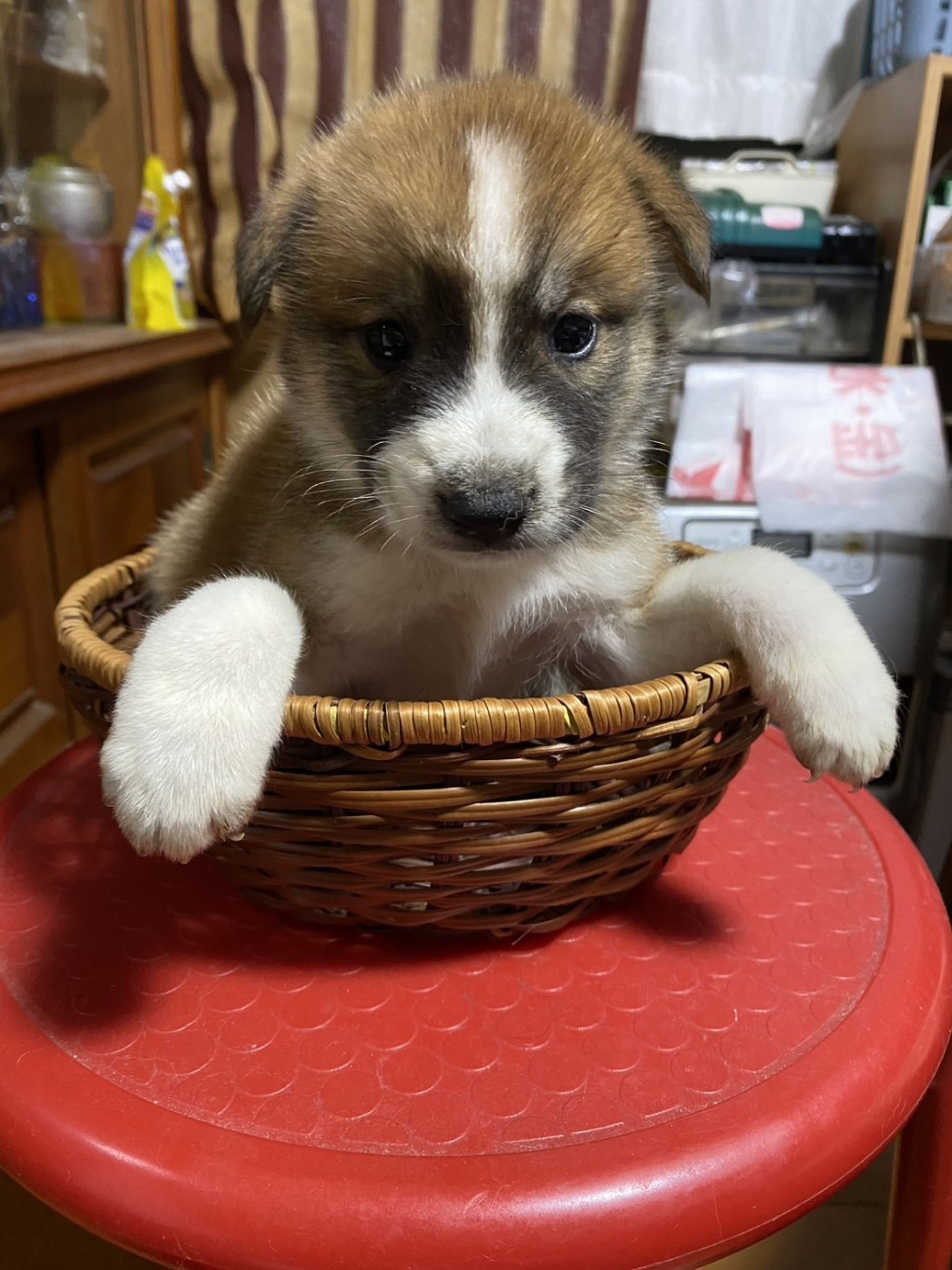 pet-image-2