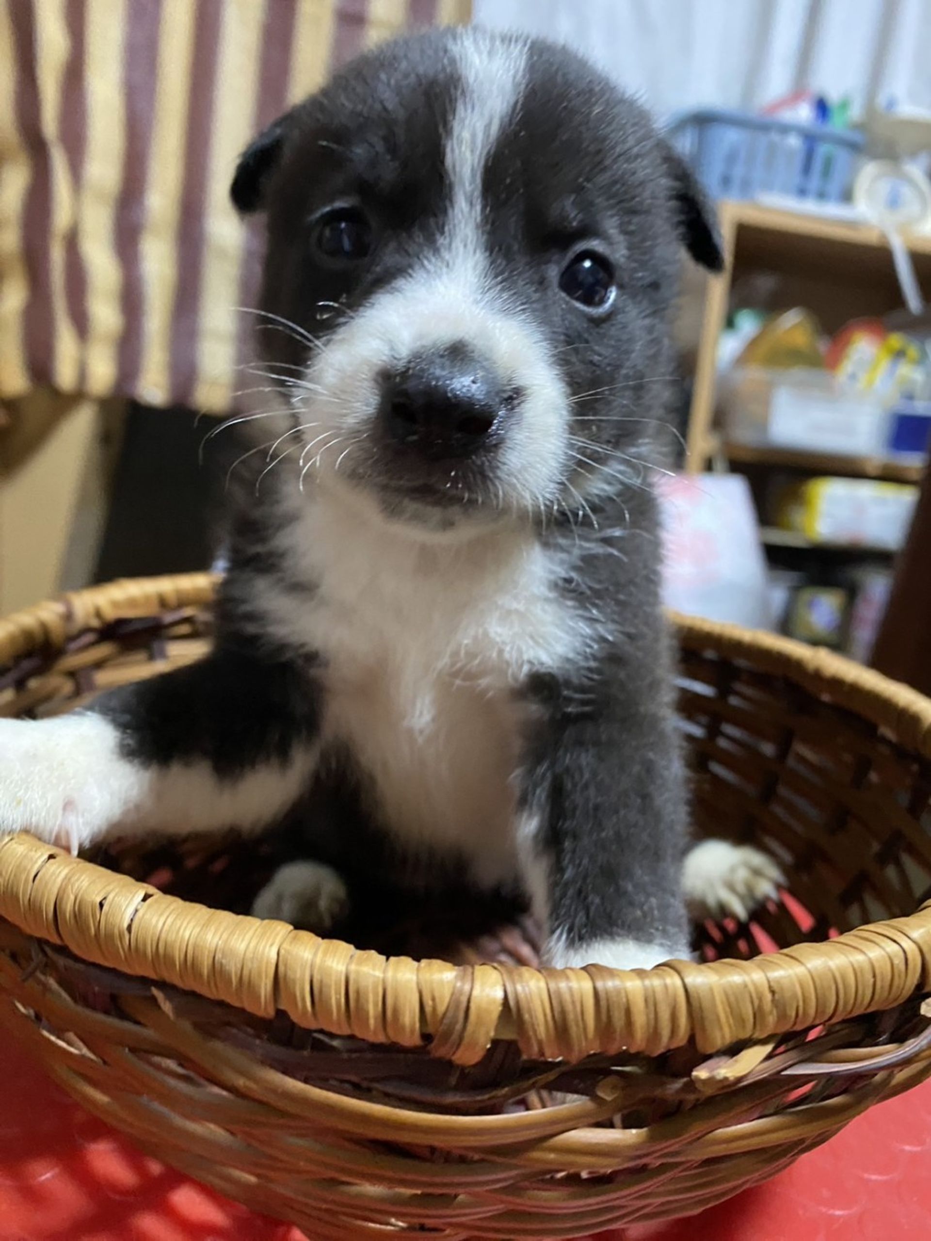 雑種（ミックス犬）・メスの里親募集の写真