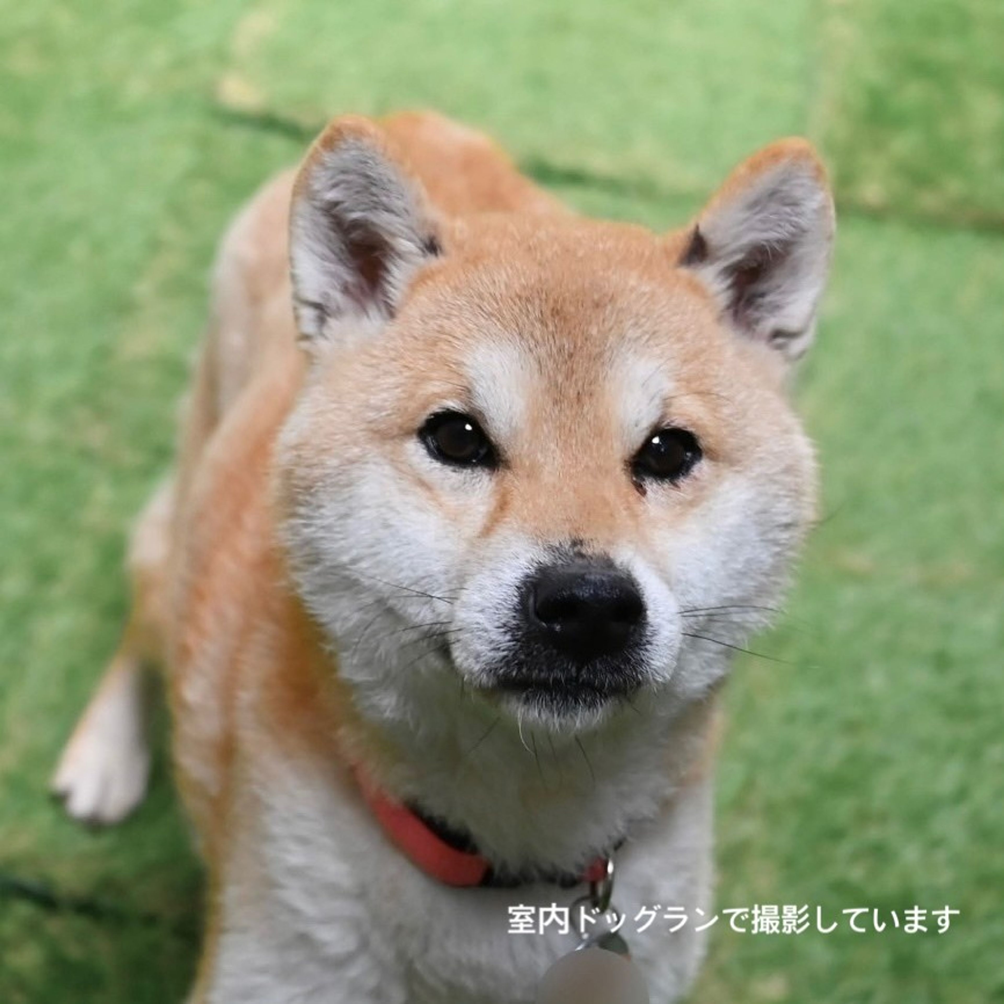 image-0