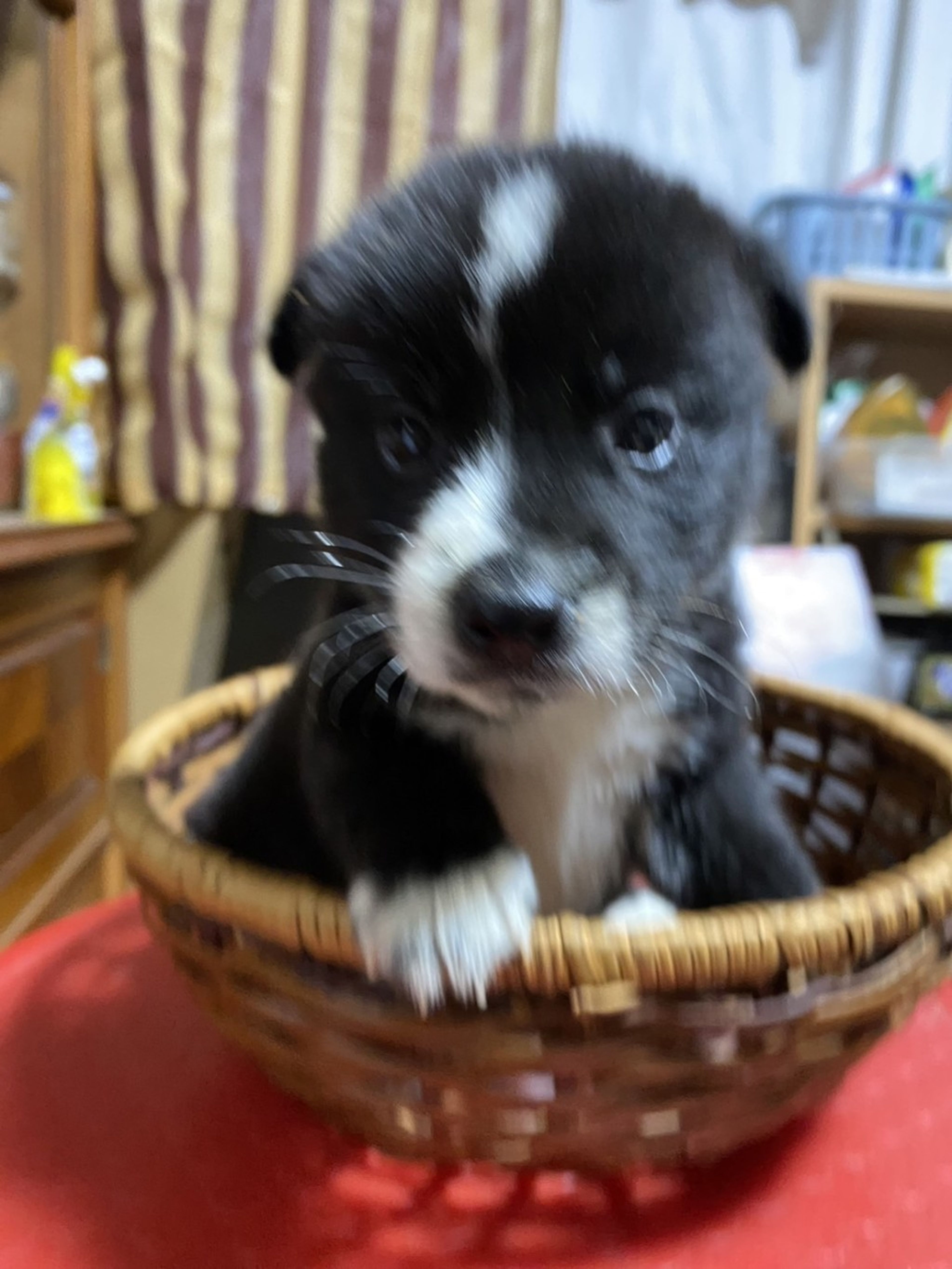 pet-image-2
