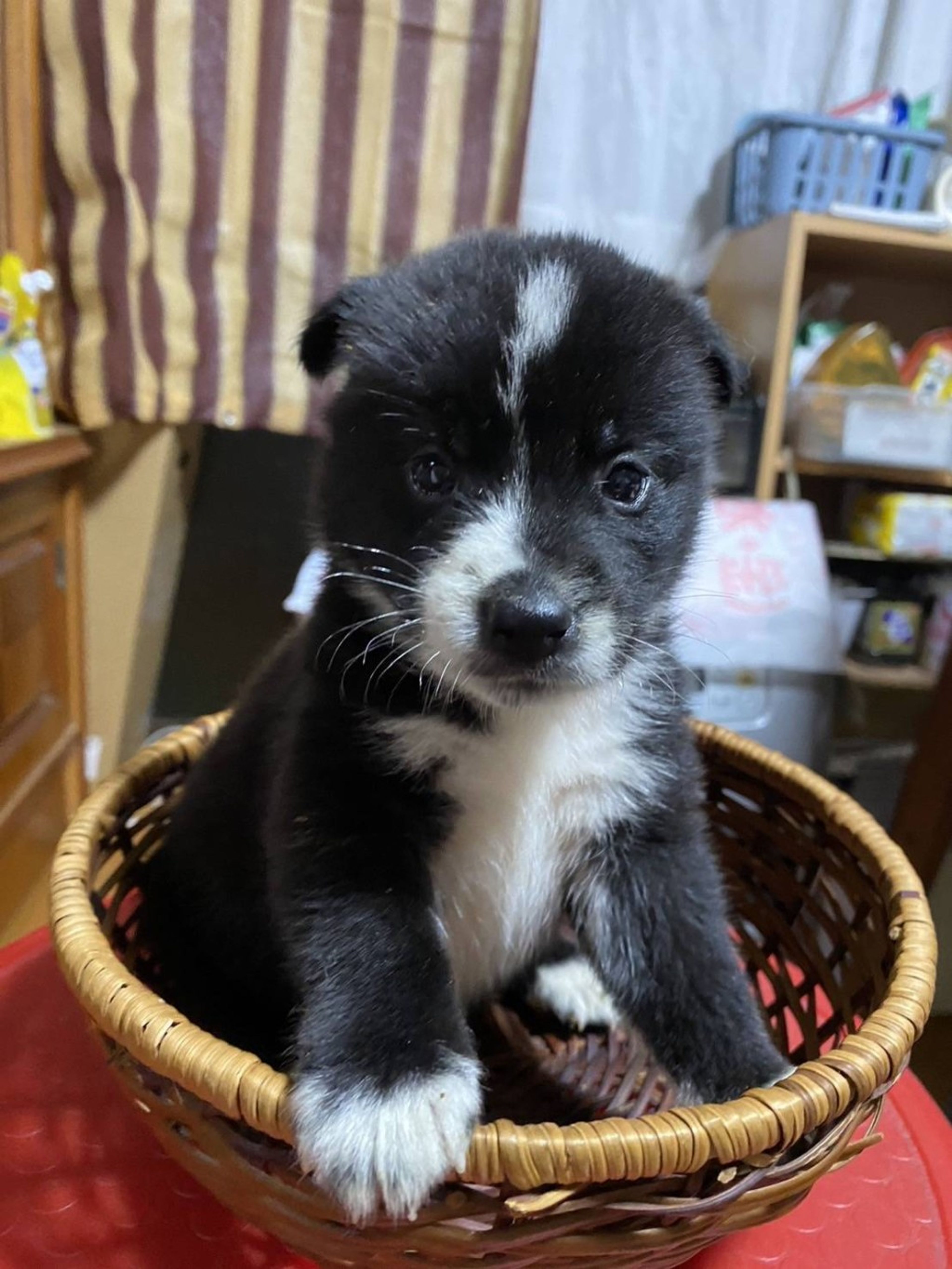 雑種（ミックス犬）・オスの里親募集の写真