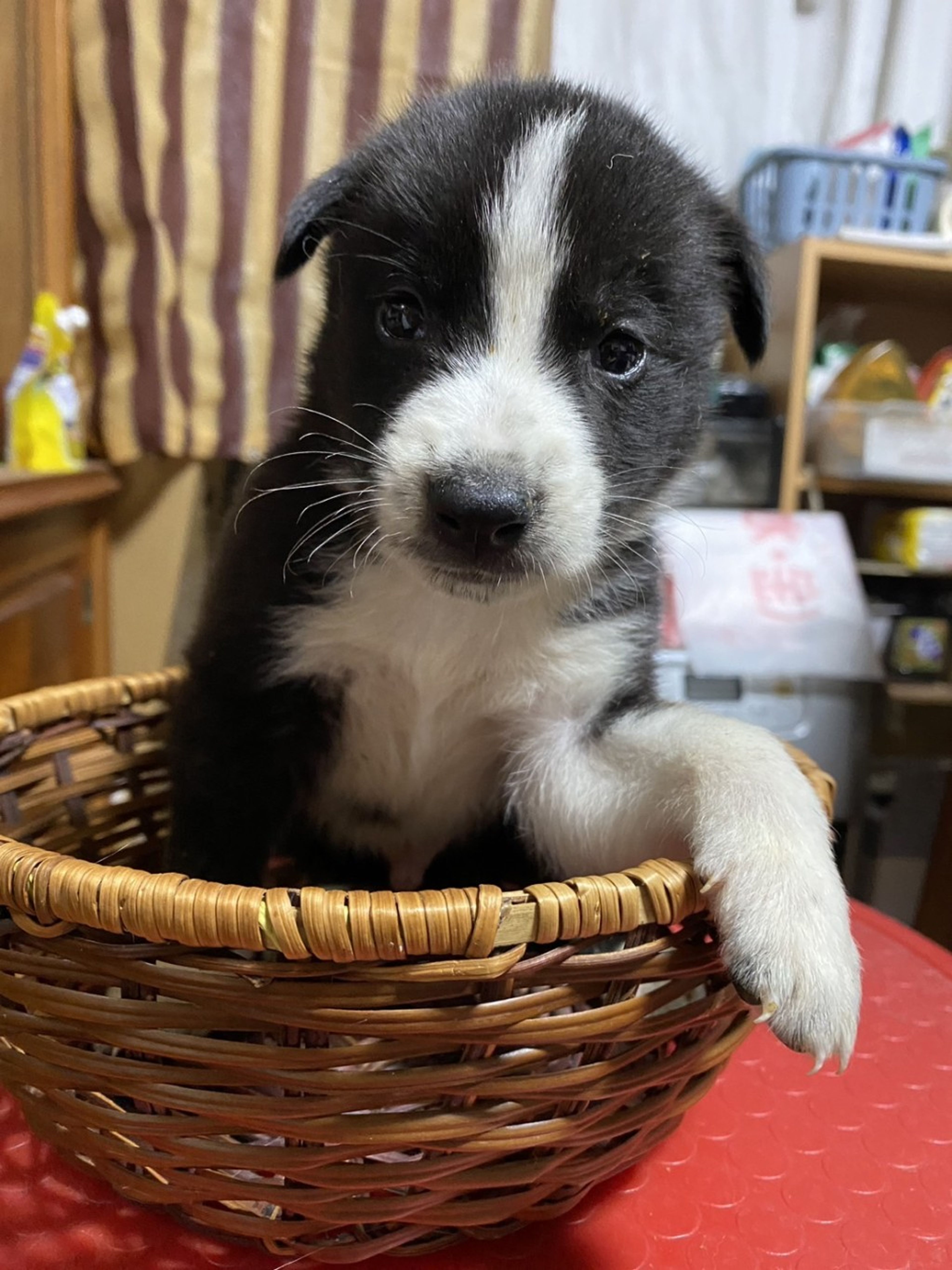 雑種（ミックス犬）・オスの里親募集の写真