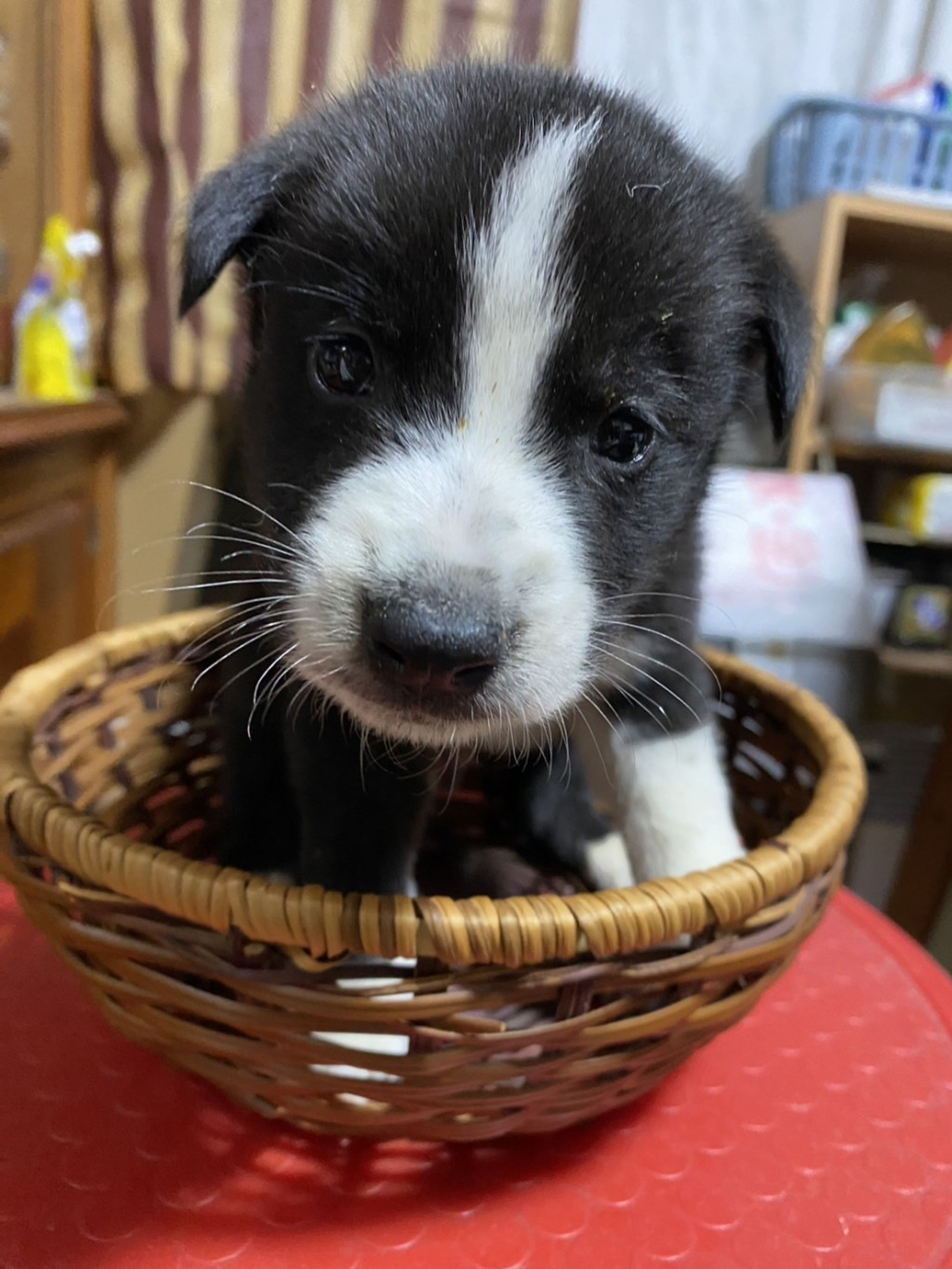 pet-image-2