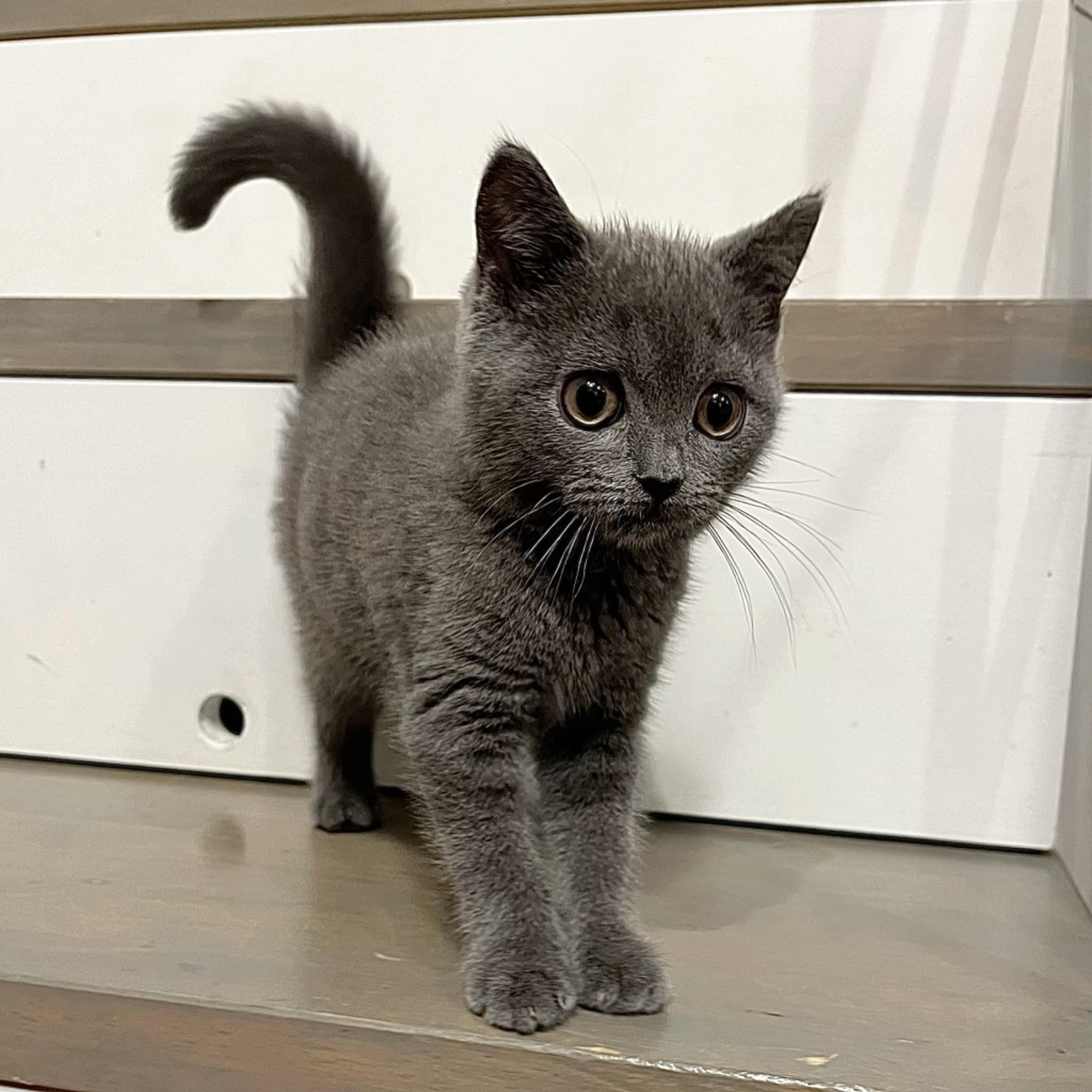 pet-image-5