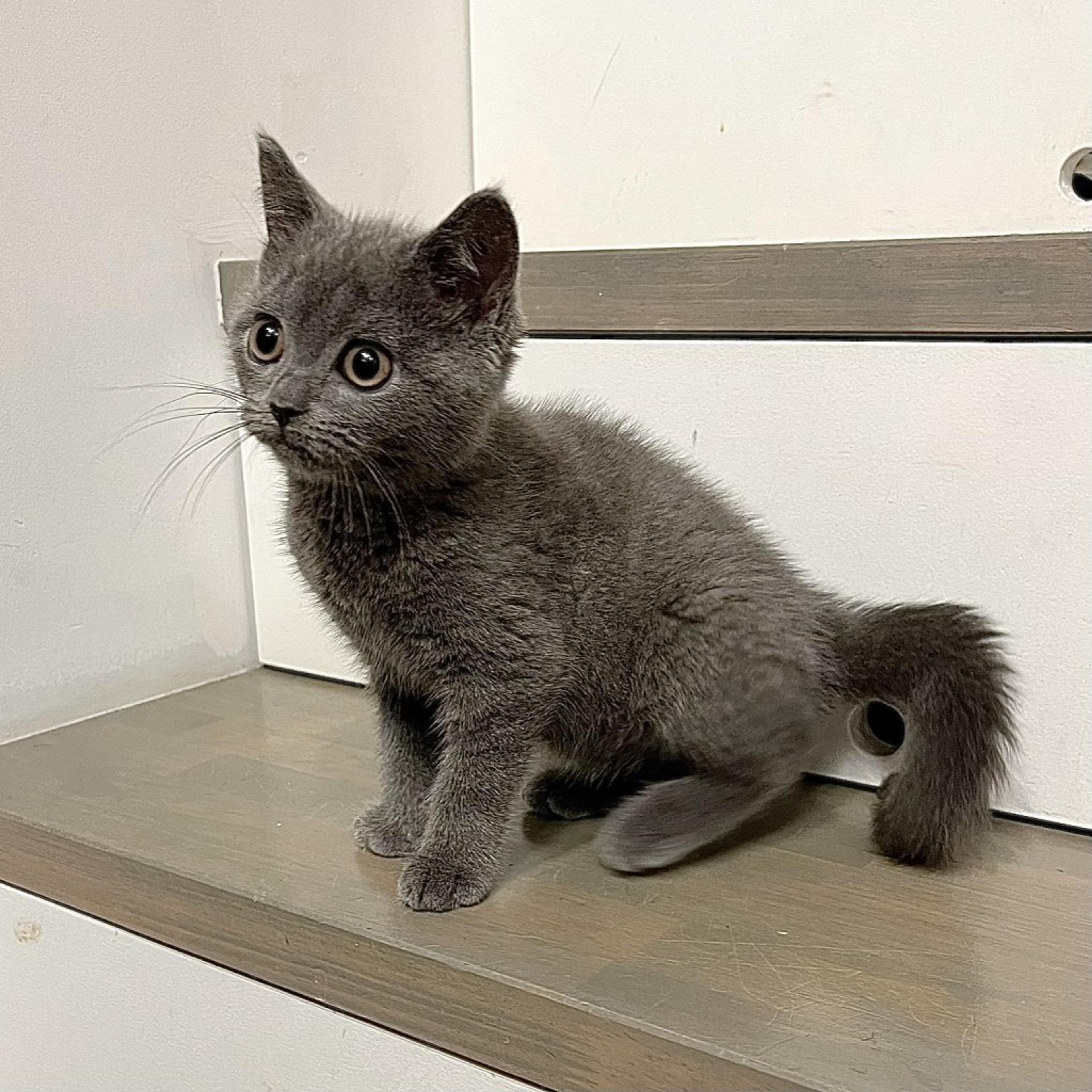pet-image-4