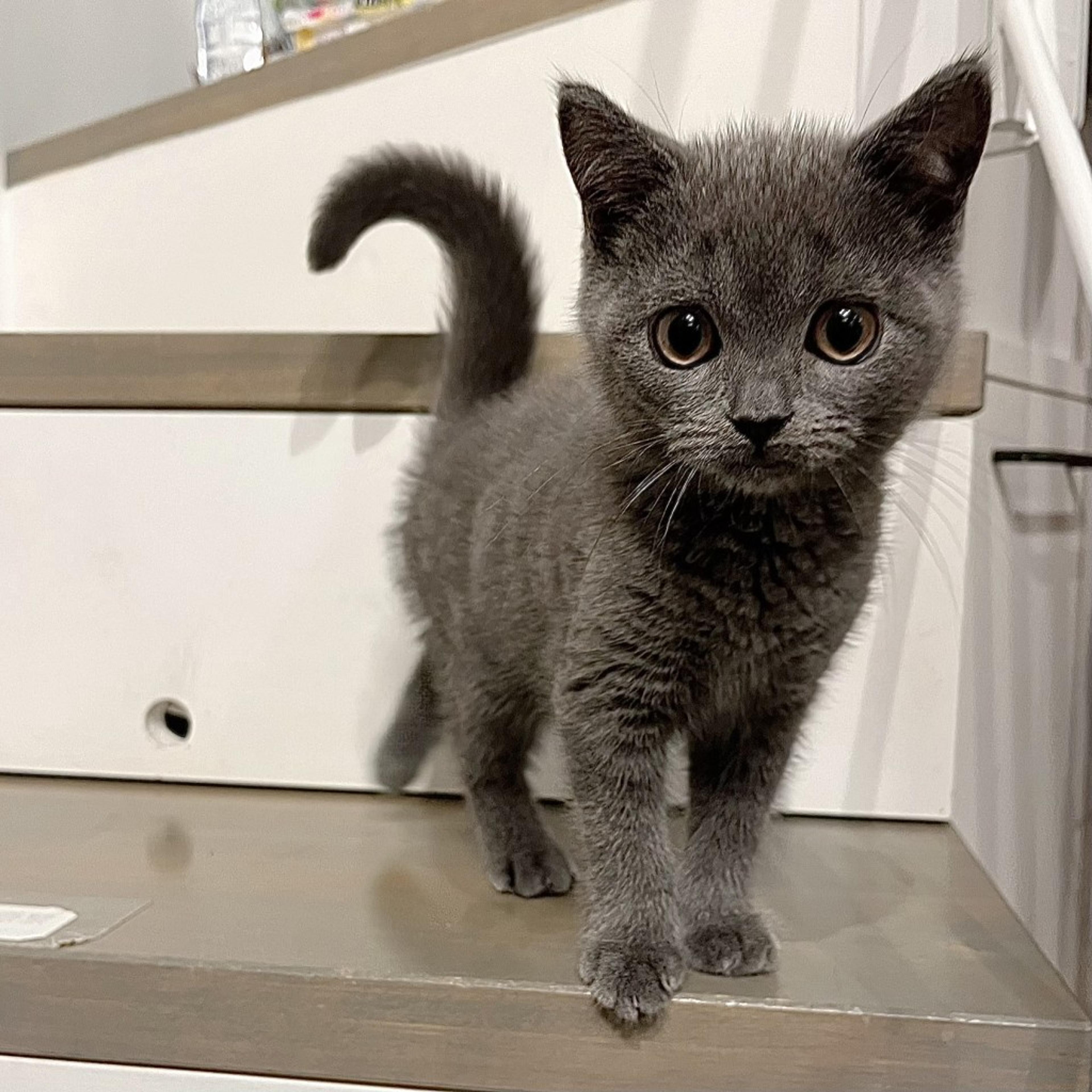 pet-image-2
