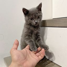 thumb-5