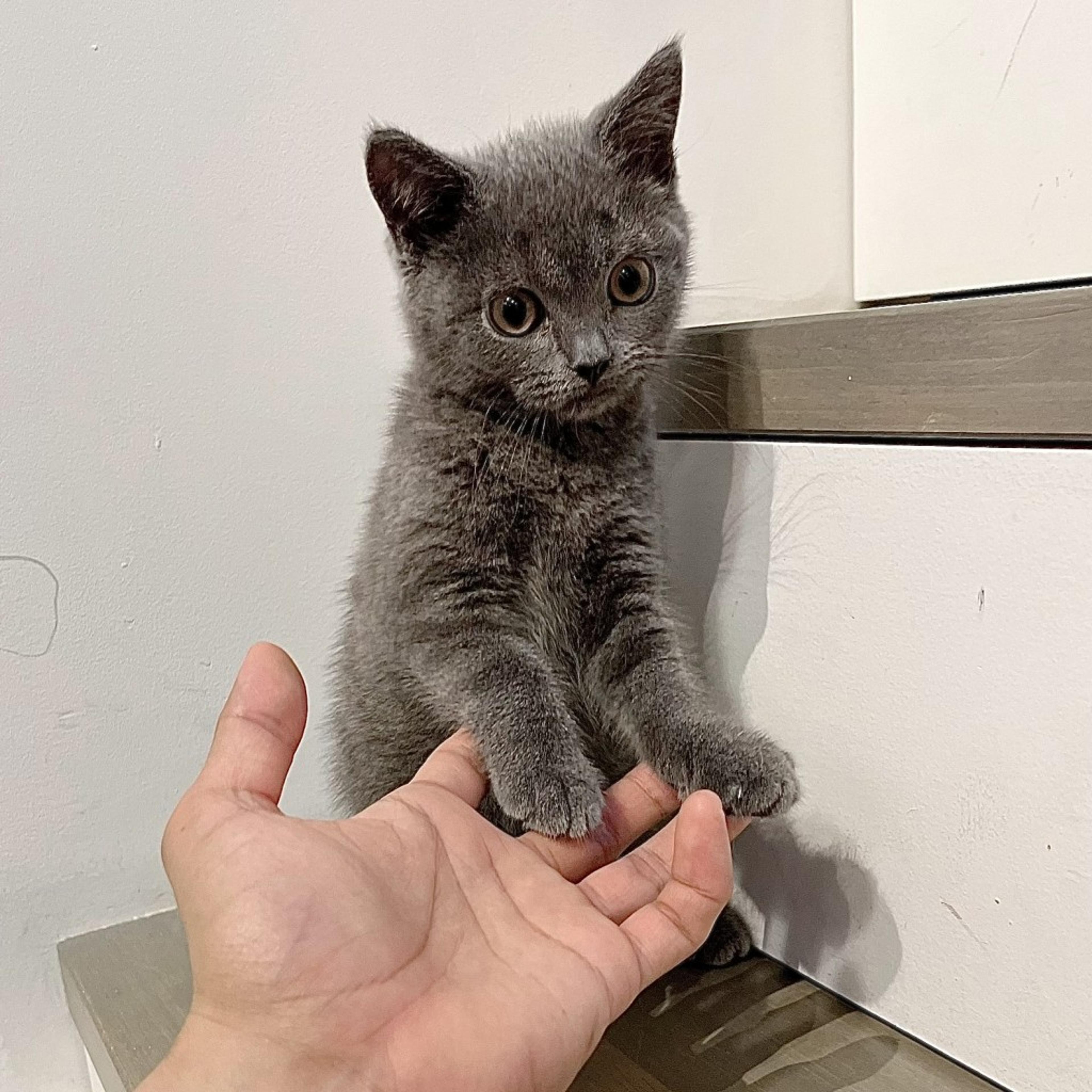 pet-image-6